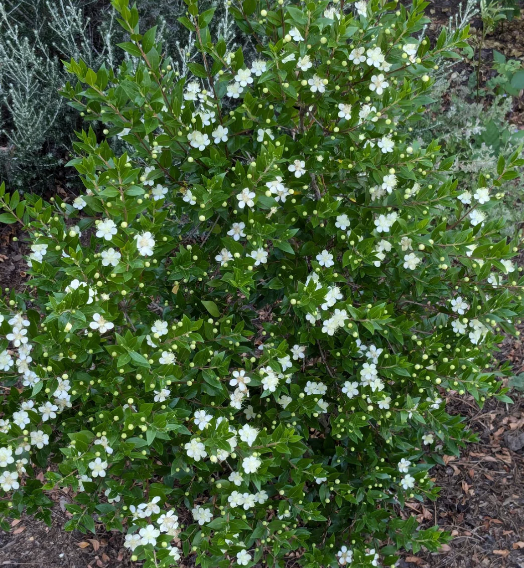 *RETAIL - Myrtus communis 'Andy's Hardy' - Image 2
