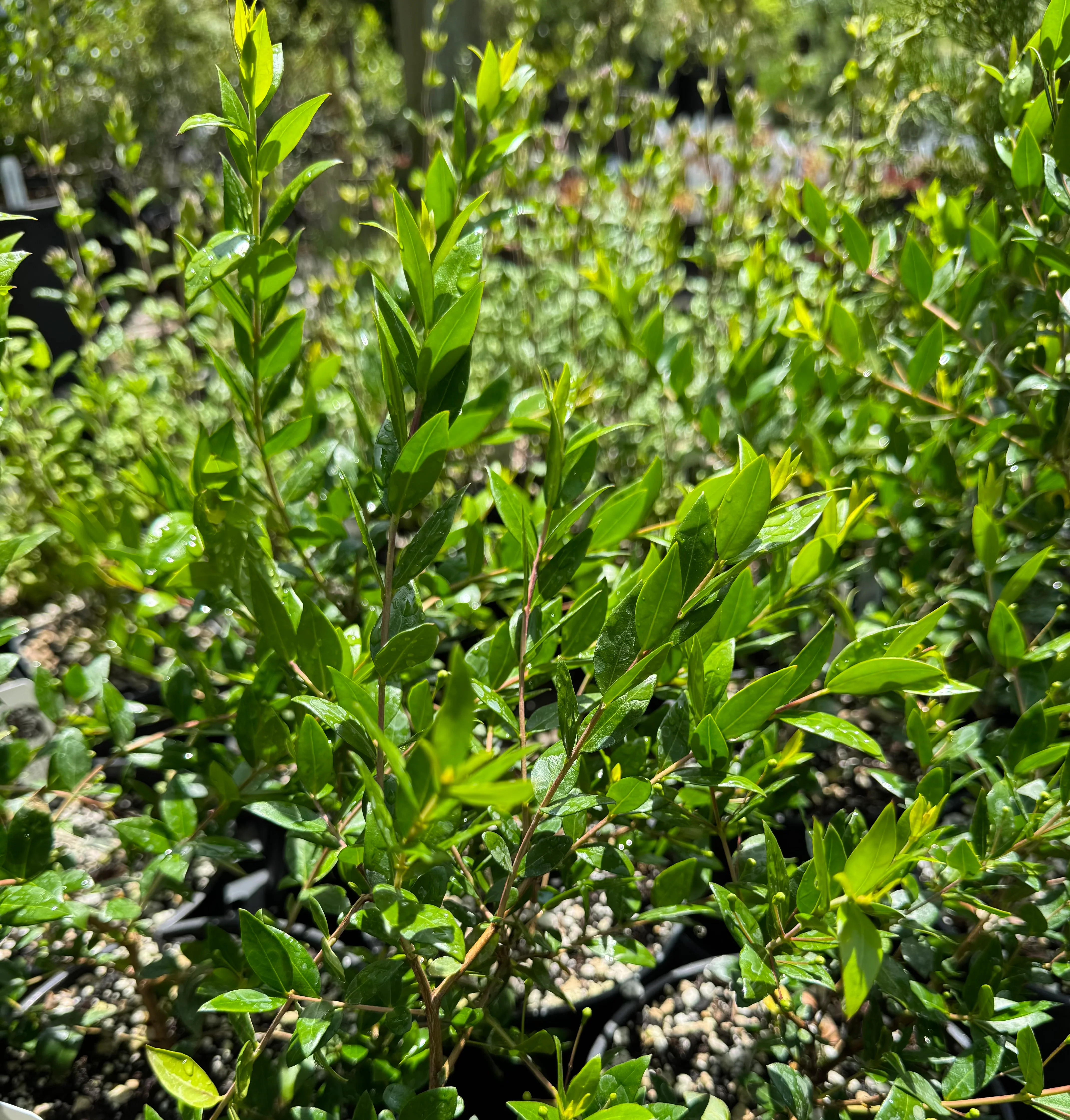 *RETAIL - Myrtus communis 'Andy's Hardy' - Image 3