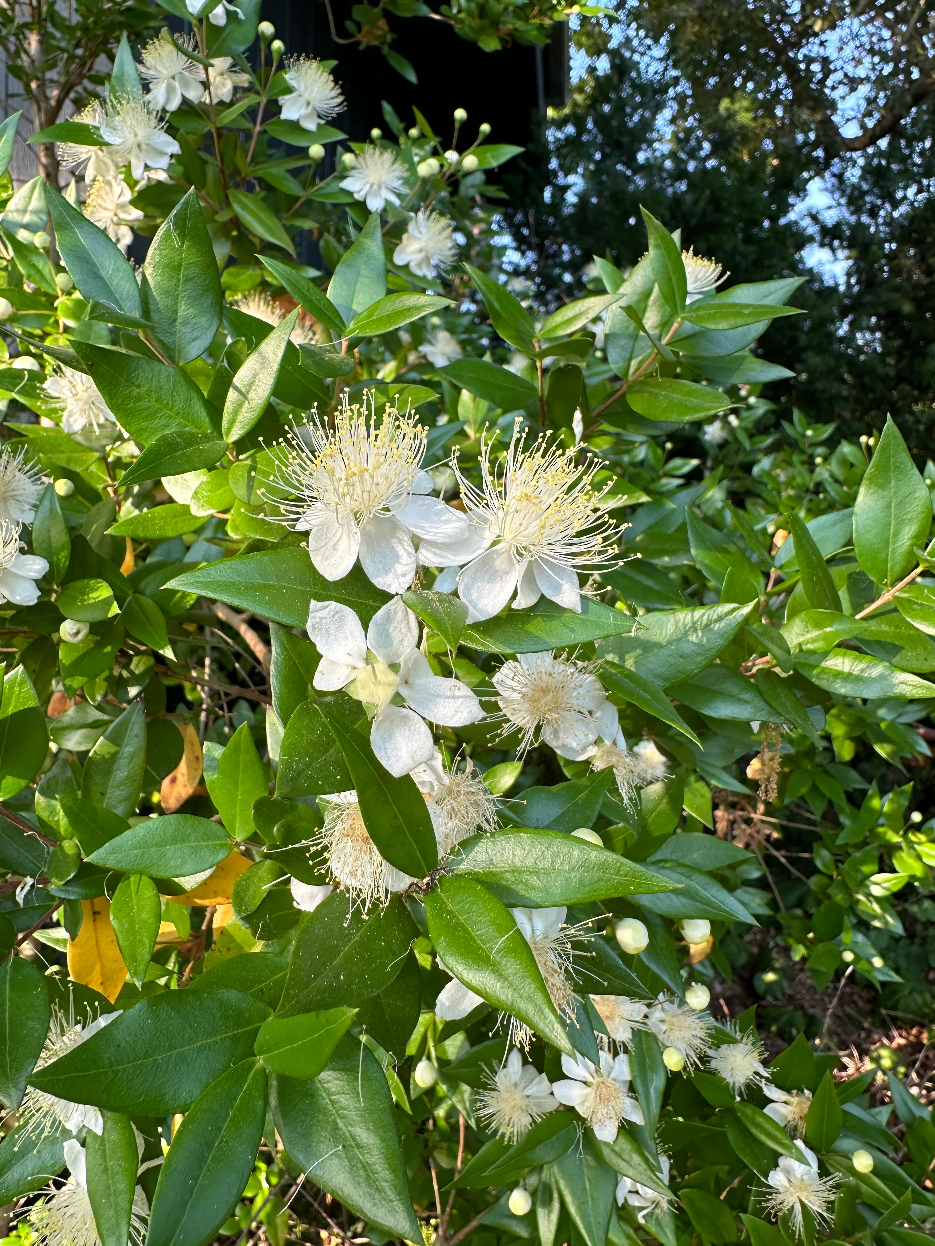 Myrtus communis 'Ann McDonald' - Image 2