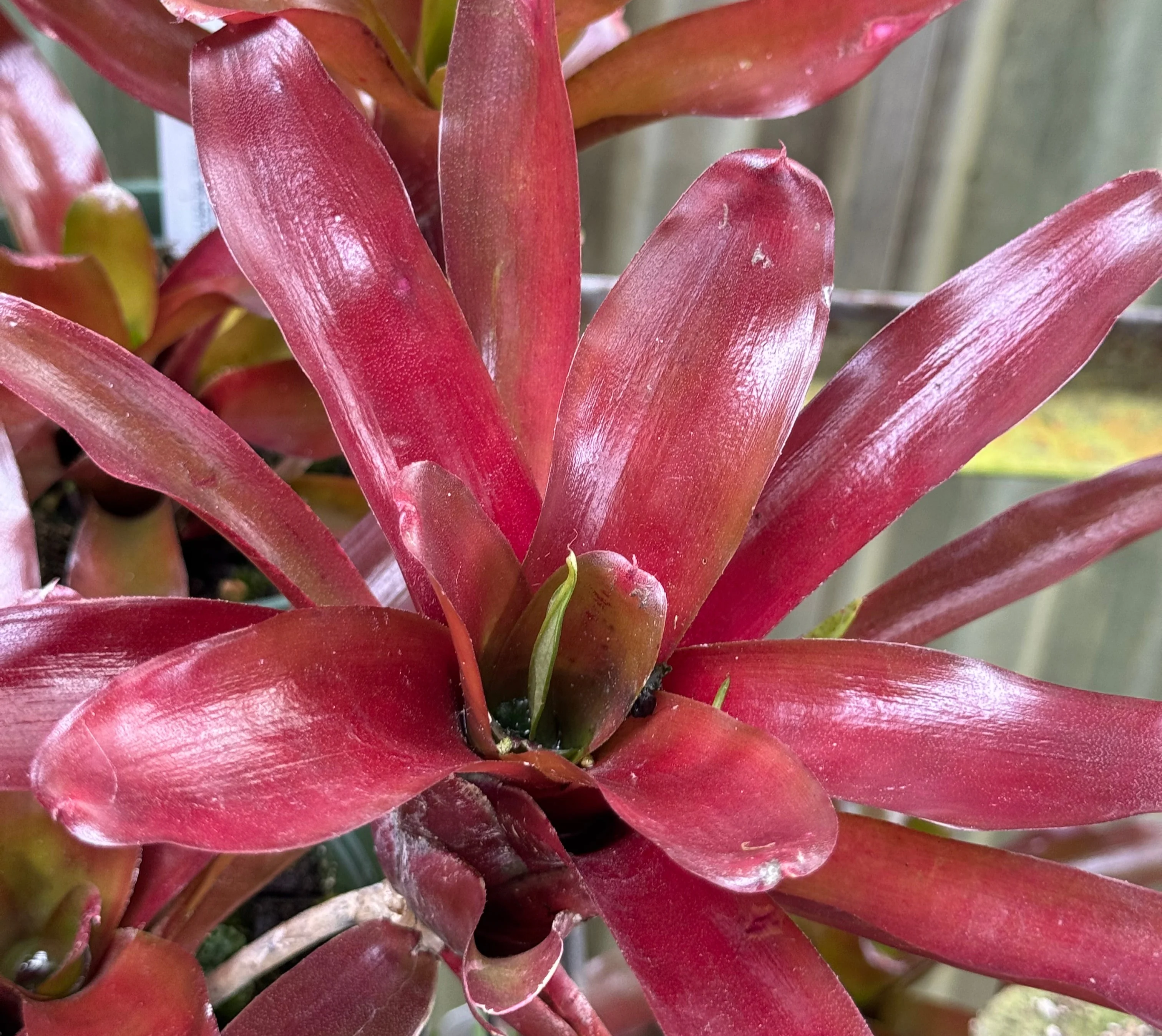 *RETAIL - Neoregelia 'Fireball'