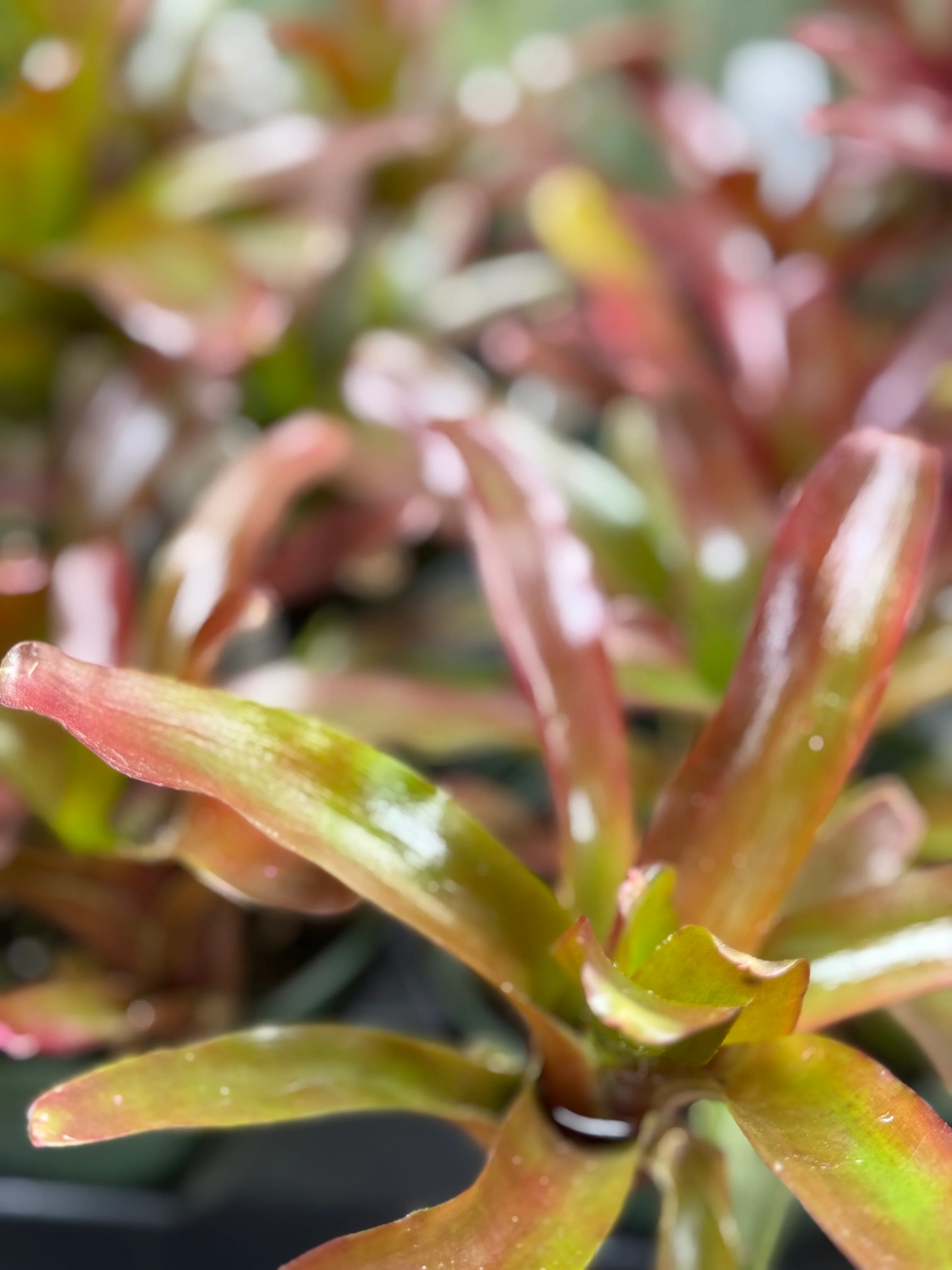 *RETAIL - Neoregelia 'Fireball' - Image 2
