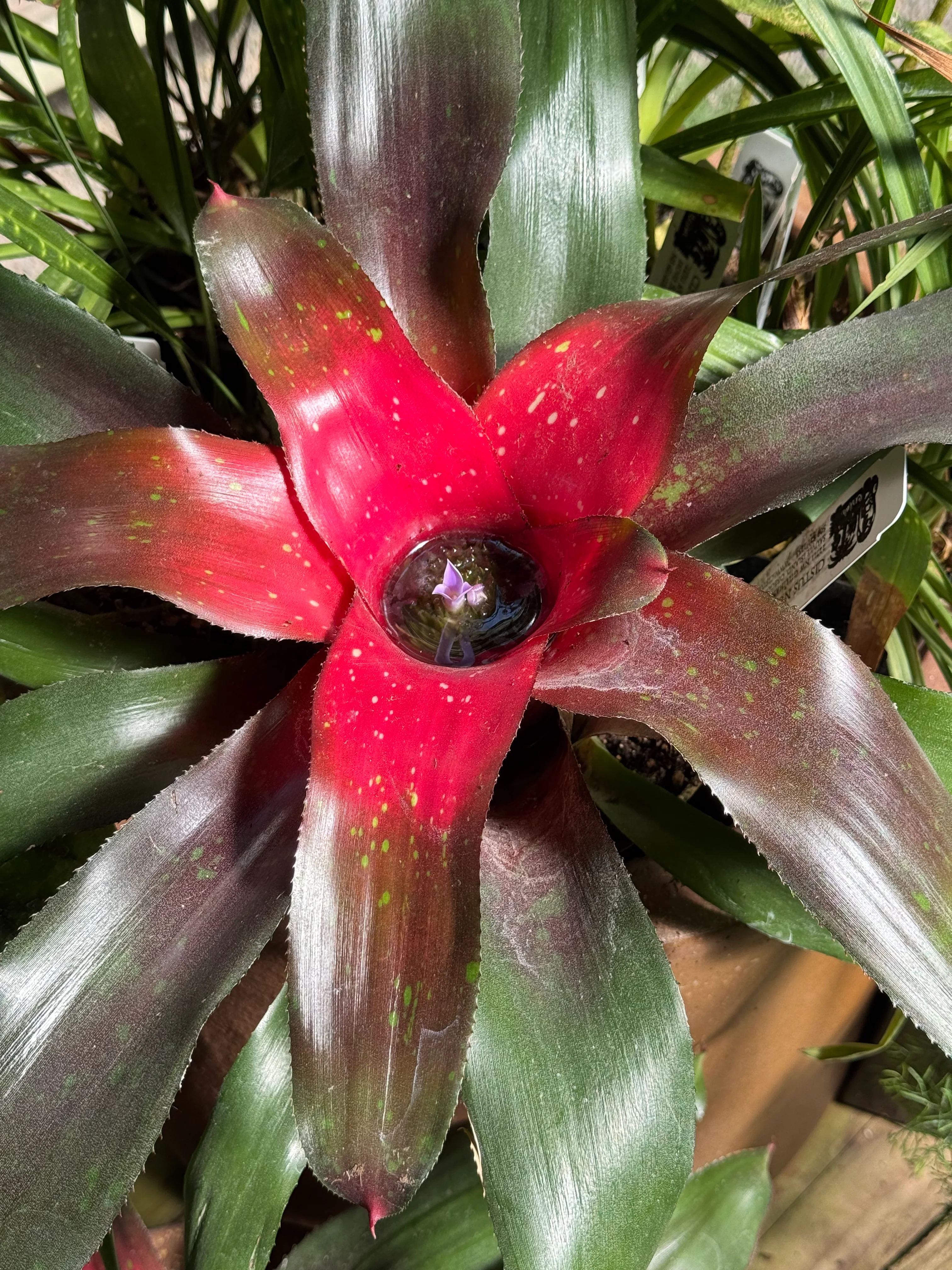 *RETAIL - Neoregelia 'Treasure Royale' - Image 2