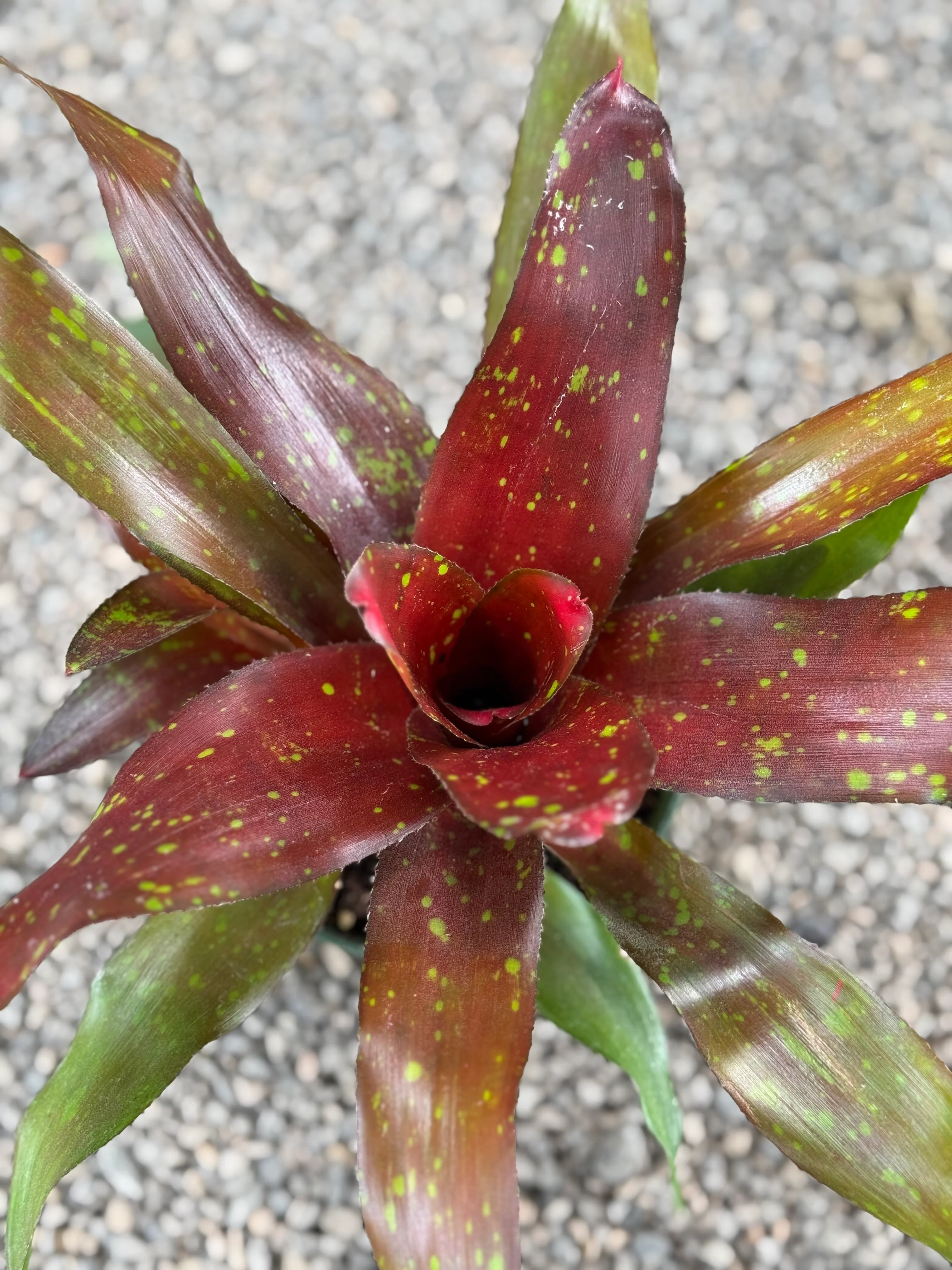 *RETAIL - Neoregelia 'Treasure Royale' - Image 3