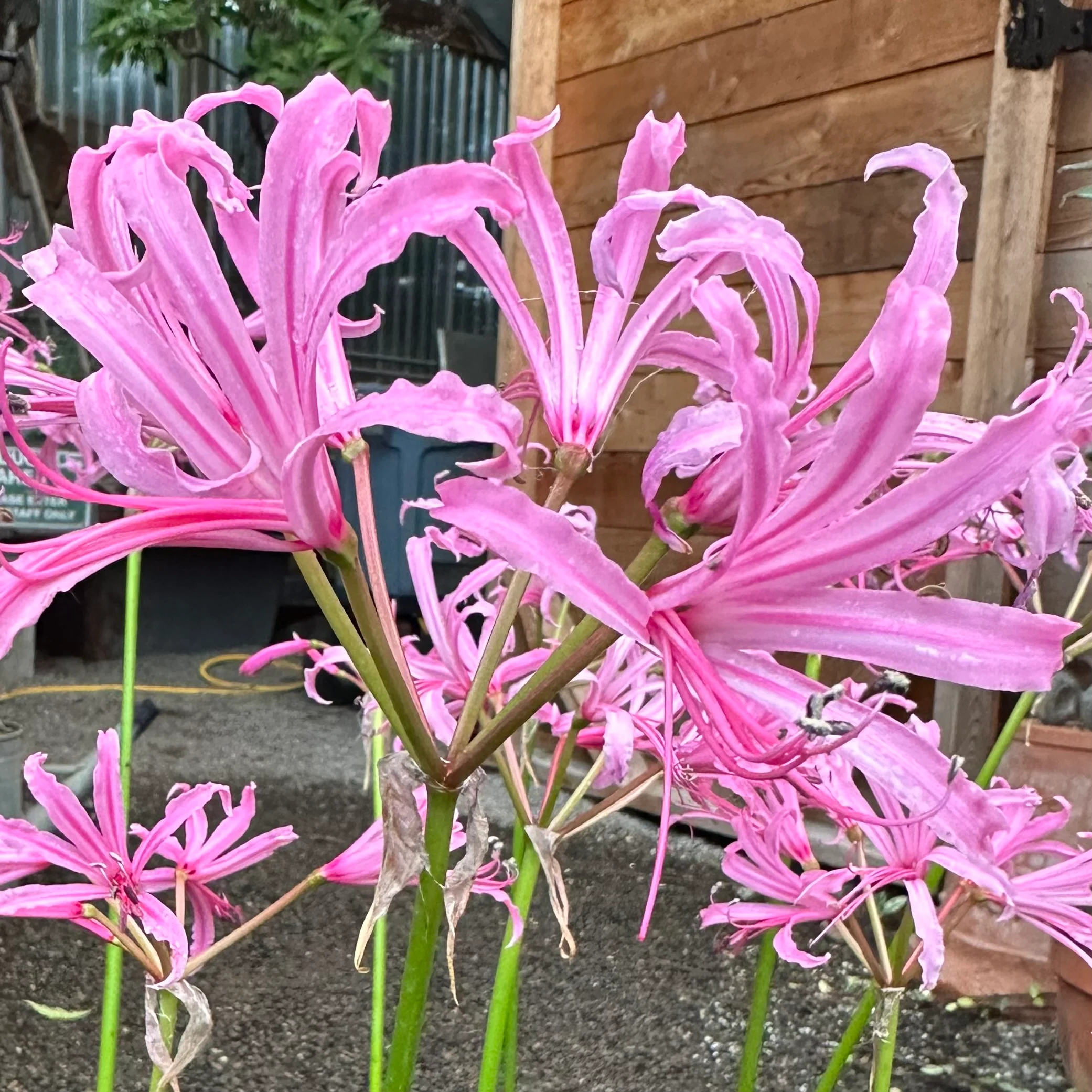 *RETAIL - Nerine bowdenii ‘Wayne’s Rose’ - Image 2