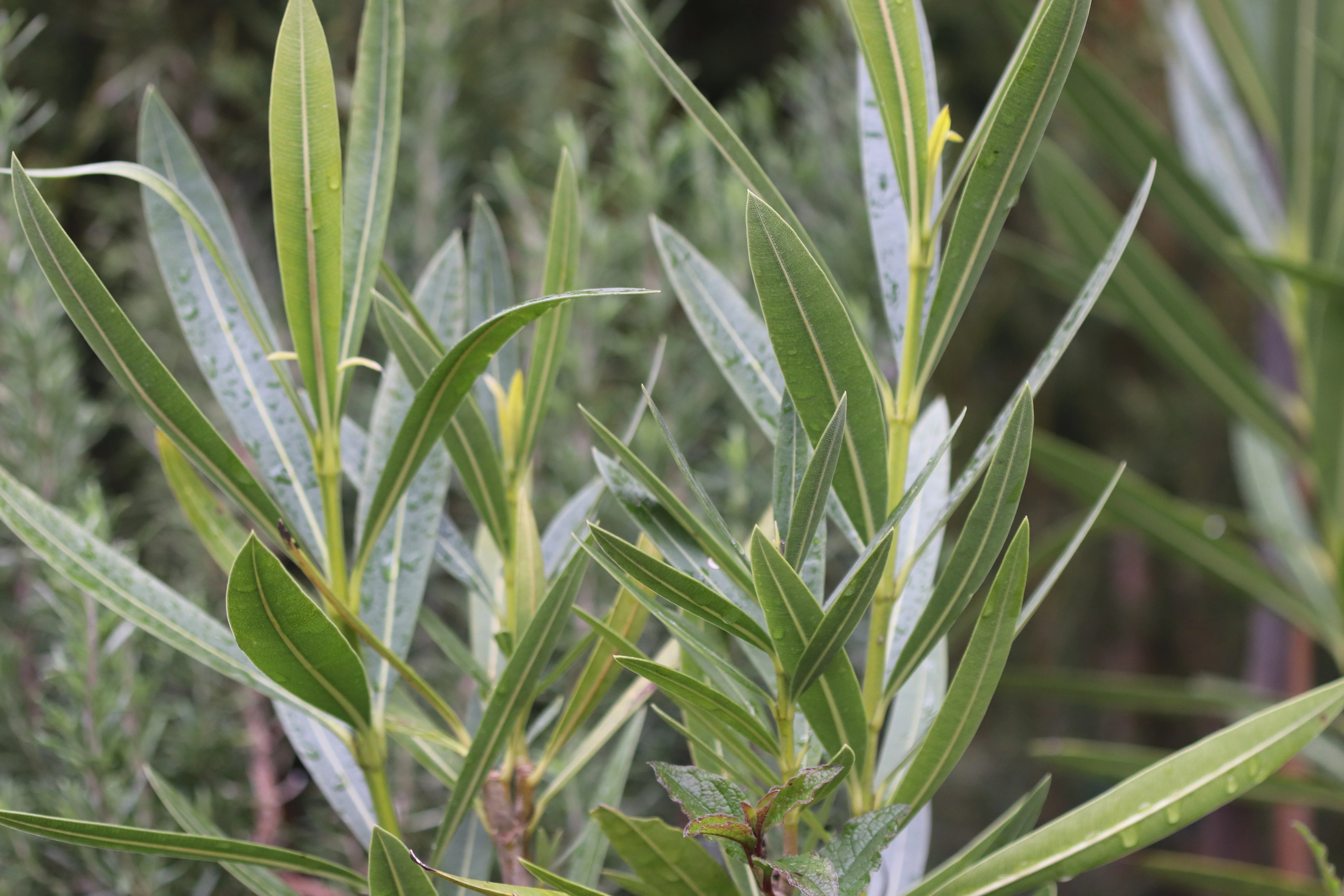*RETAIL - Nerium oleander 'Sister Agnes' - Image 2