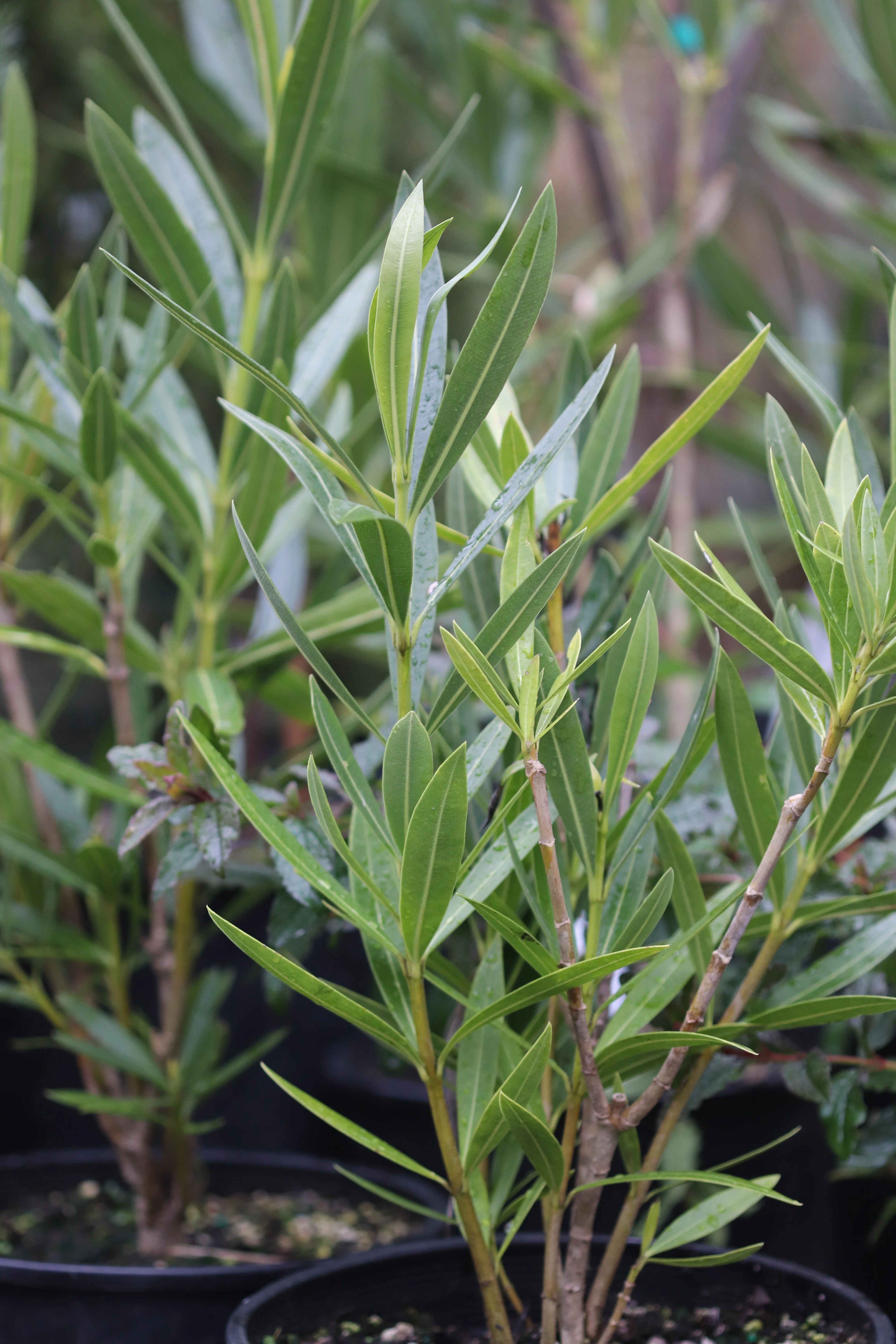 *RETAIL - Nerium oleander 'Sister Agnes' - Image 3