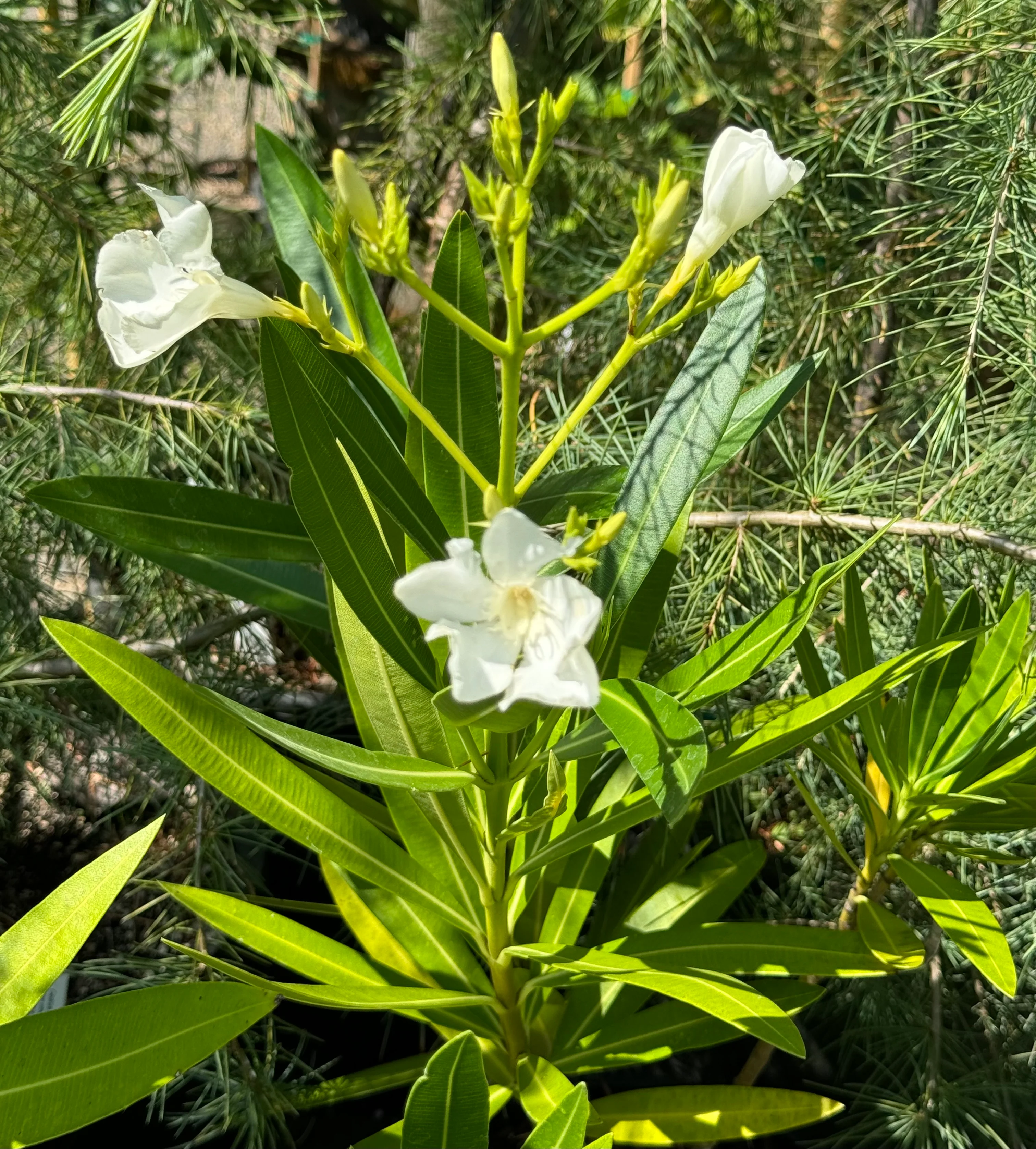 *RETAIL - Nerium oleander 'Sister Agnes' - Image 4