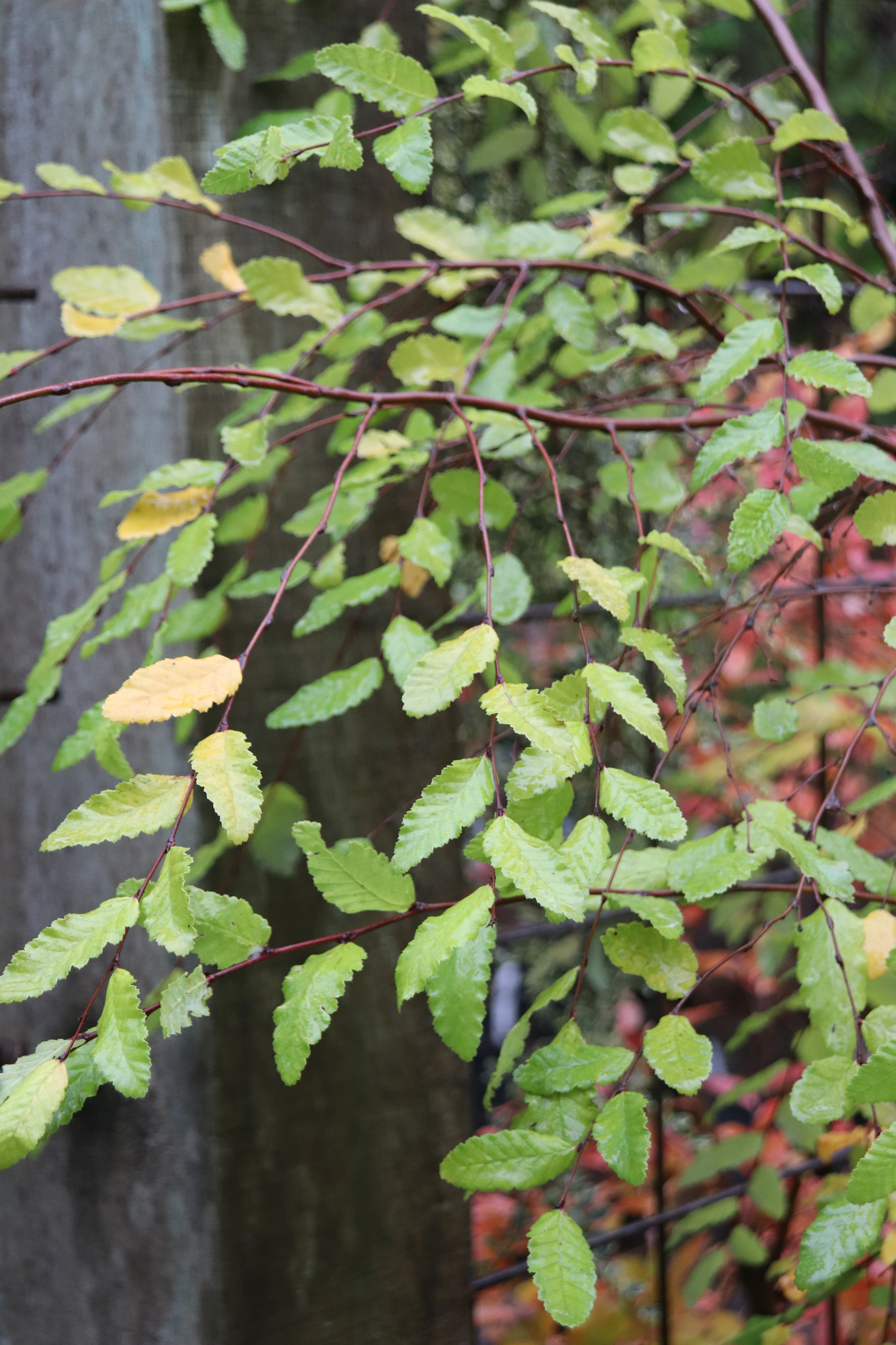 *RETAIL - Nothofagus obliqua RCH [Mafil, Chile] - Image 2