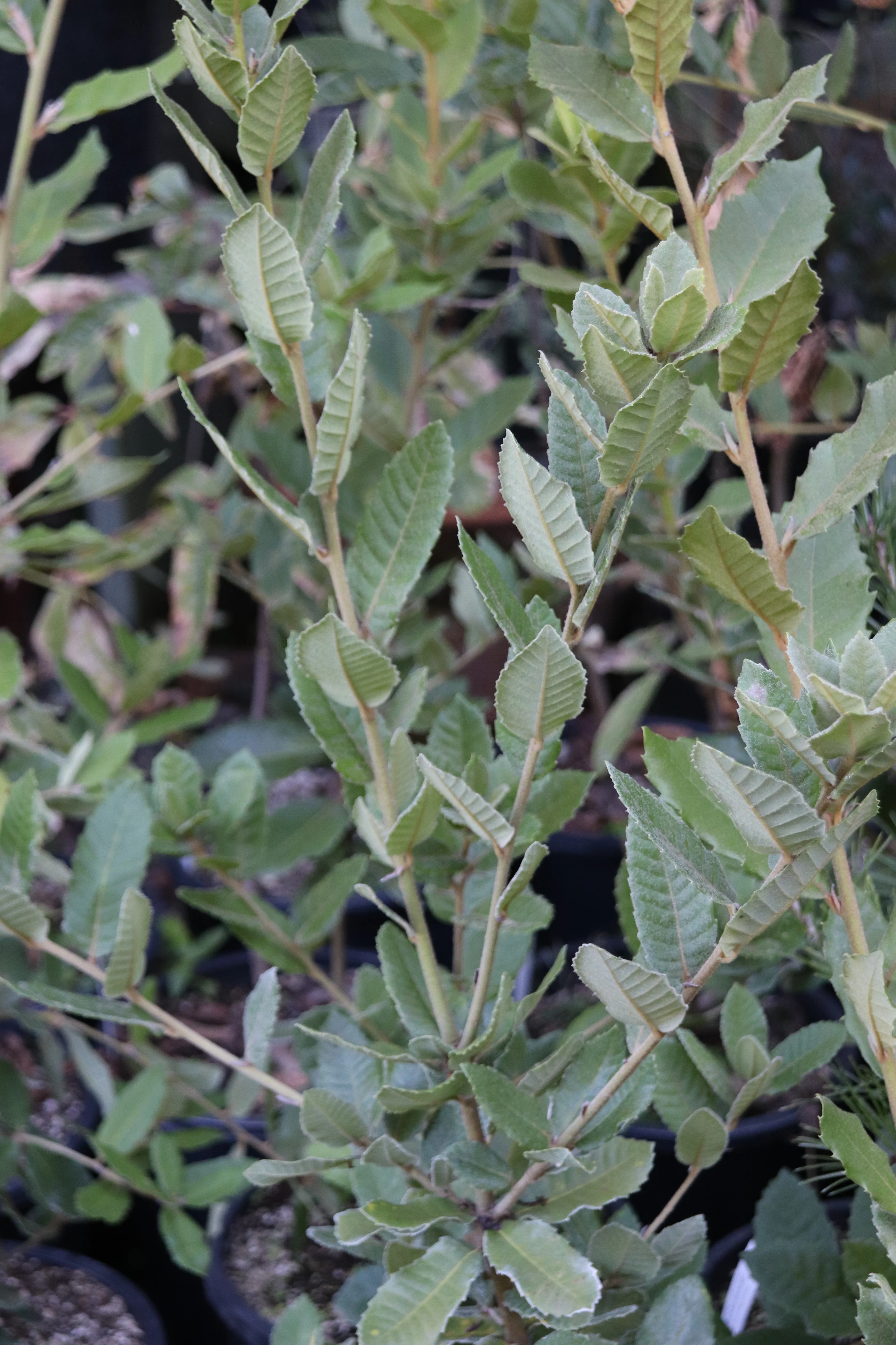 *RETAIL - Notholithocarpus densiflorus - Image 2