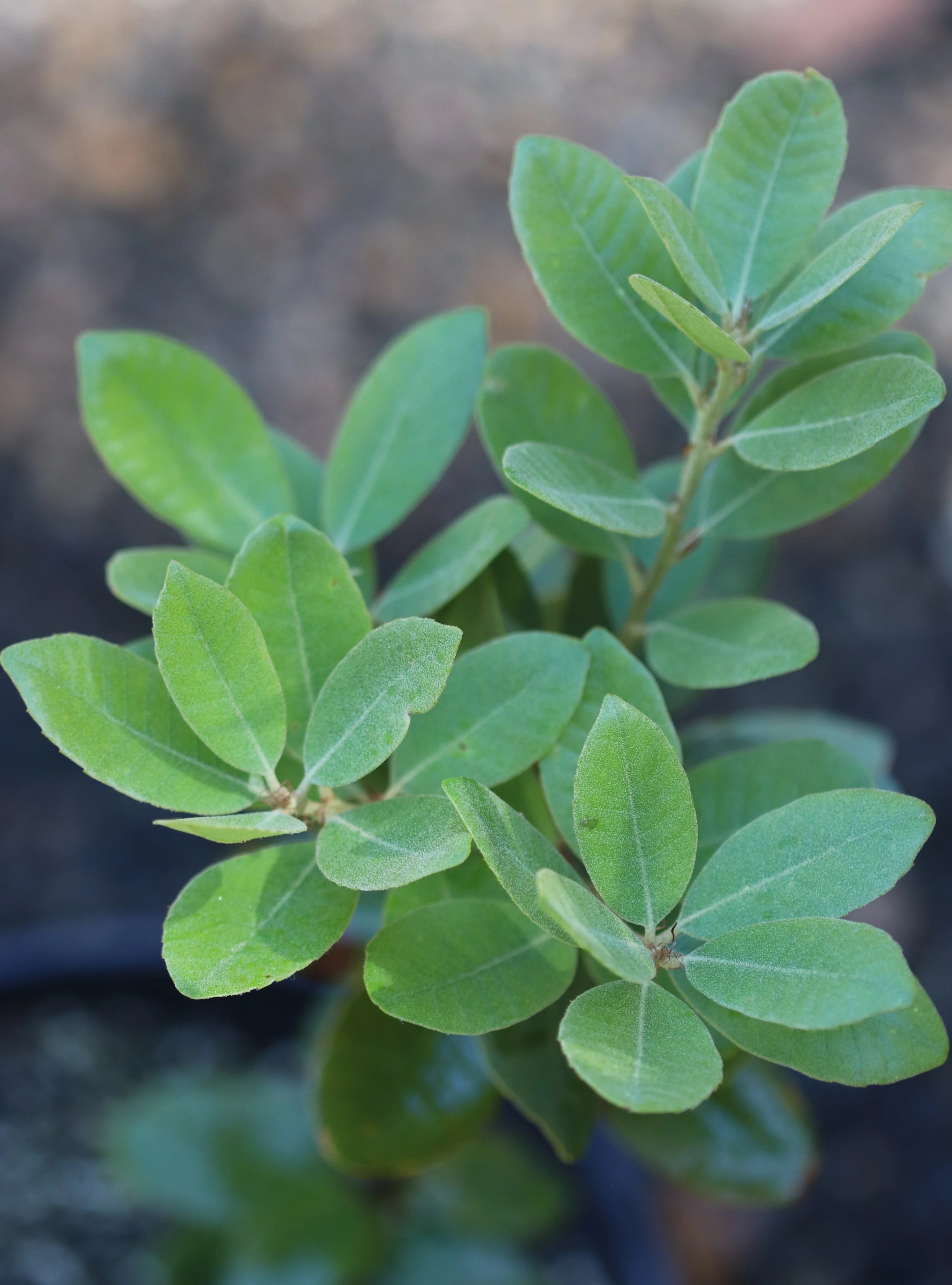 *RETAIL - Notholithocarpus densiflorus var. echinoides [Dwarf Blue] - Image 2