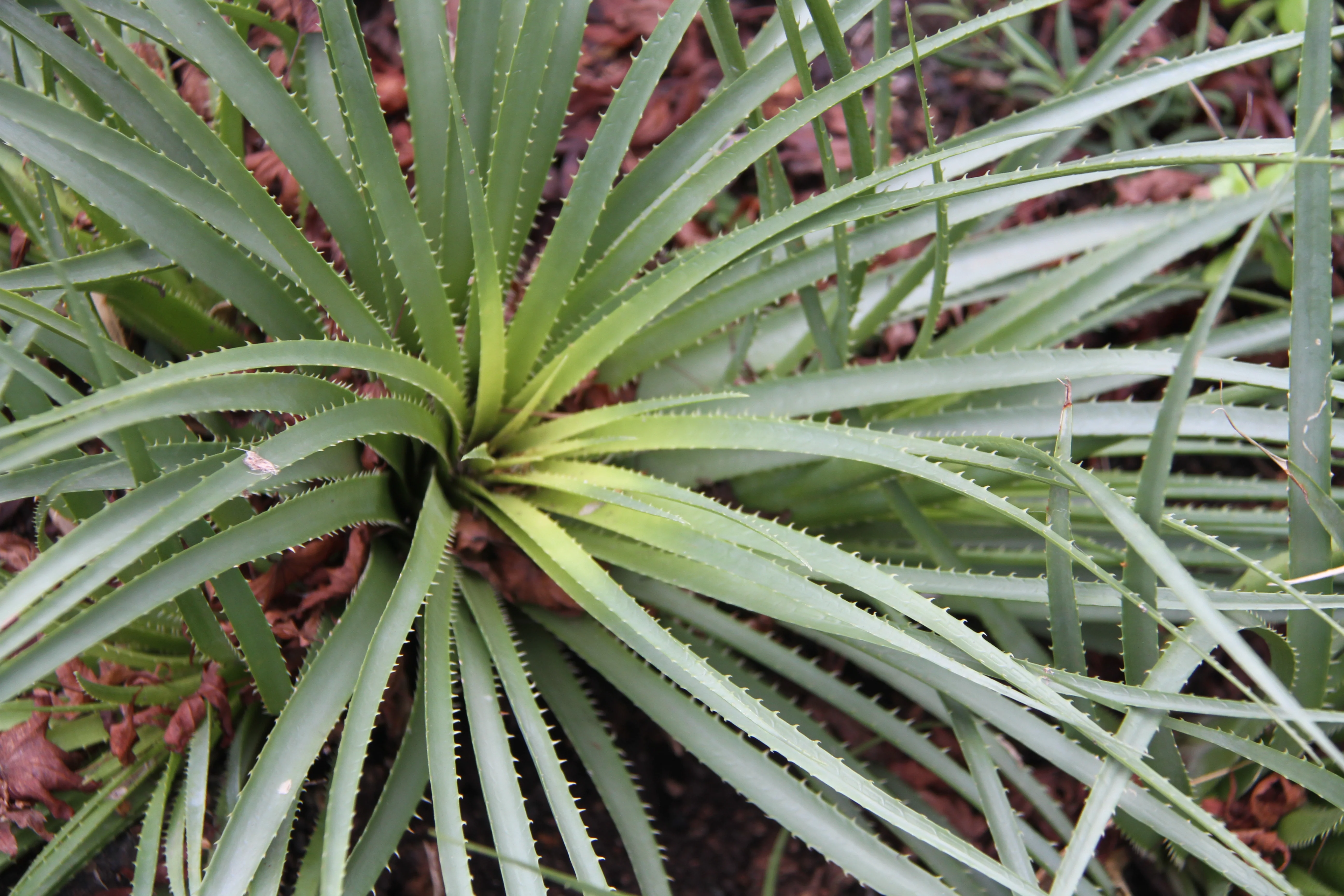 *RETAIL - Ochagavia carnea - Image 2