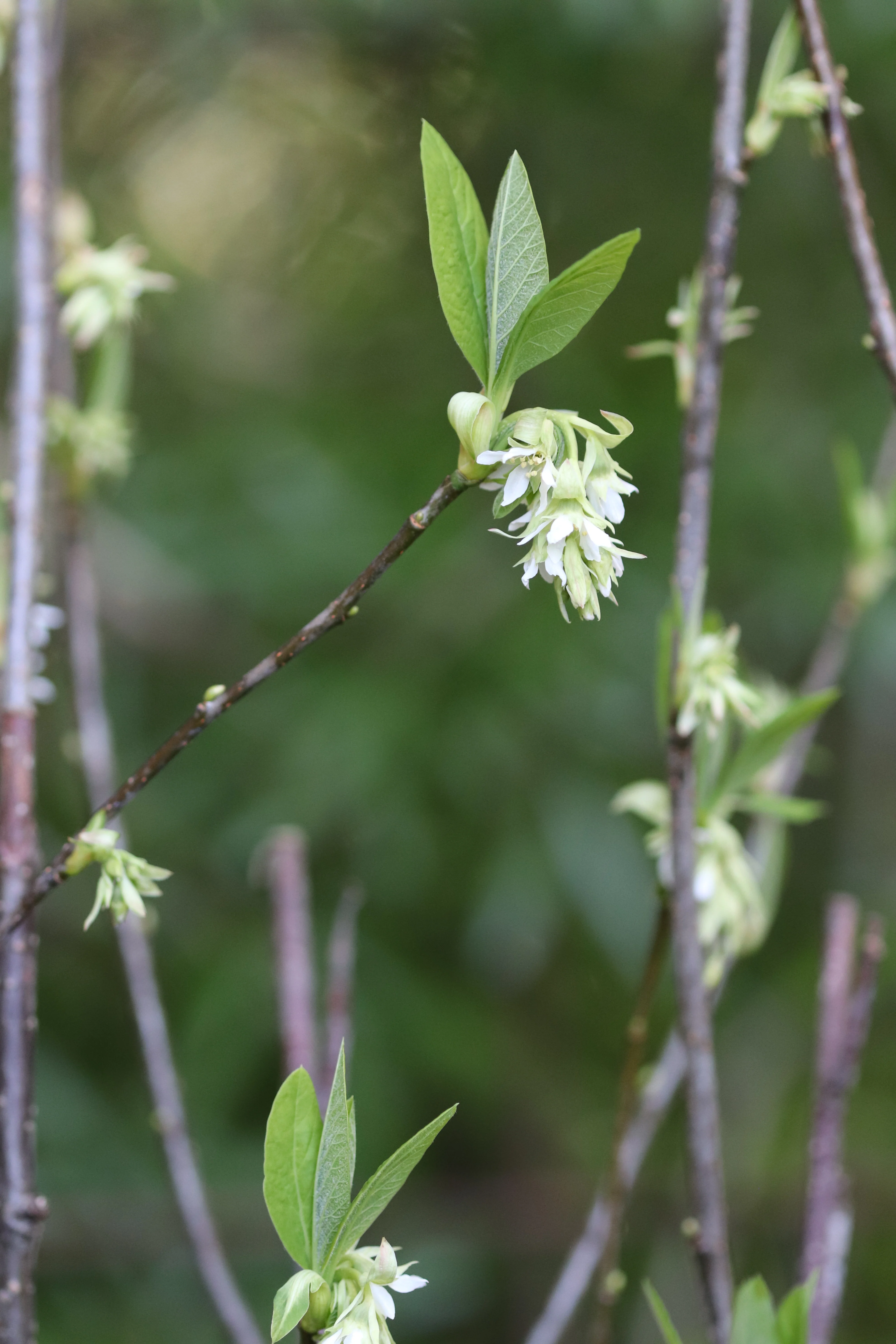 *RETAIL - Oemleria cerasiformis - Image 2