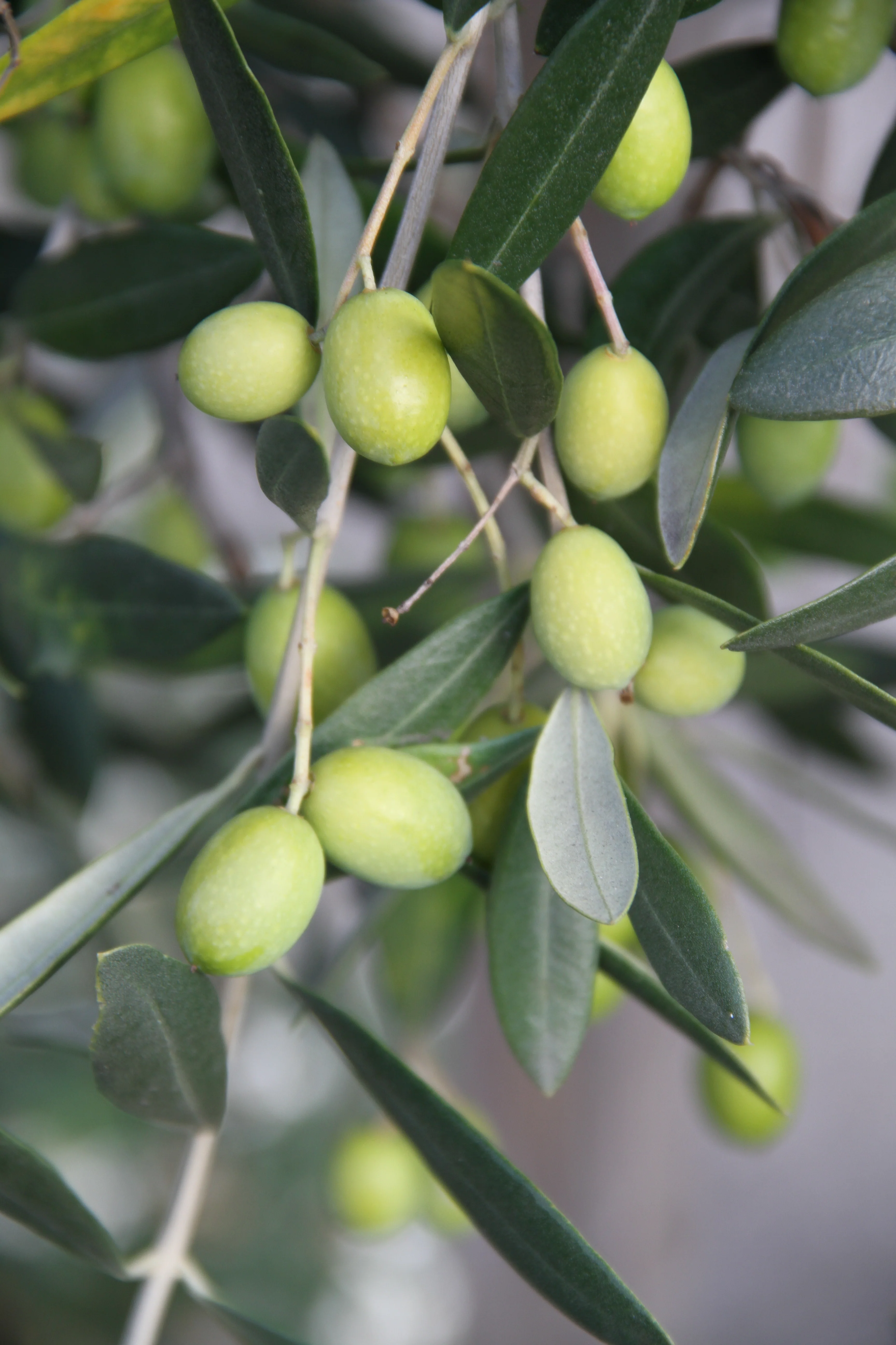Olea europaea - 11th Avenue