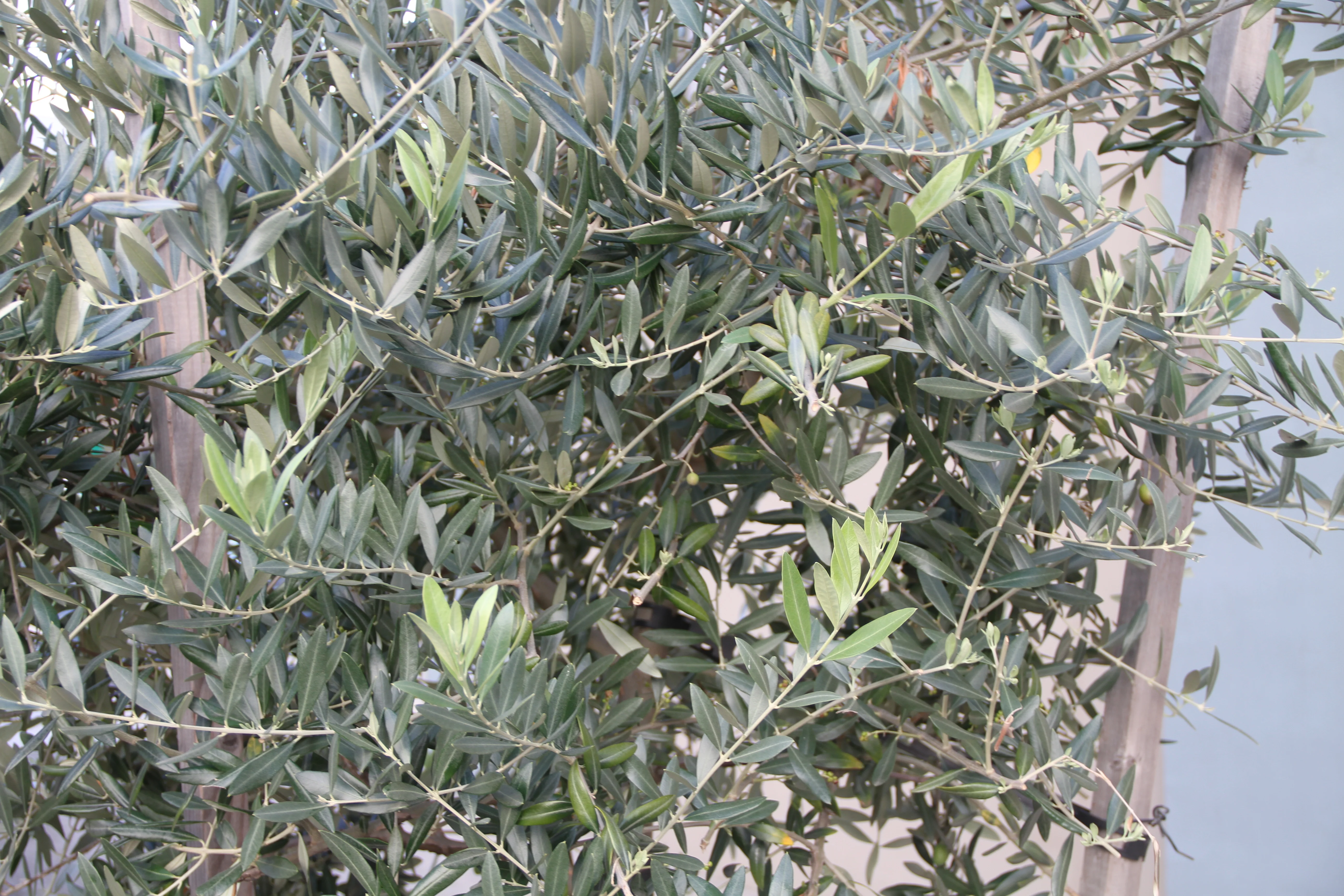 Olea europaea - 11th Avenue - Image 2