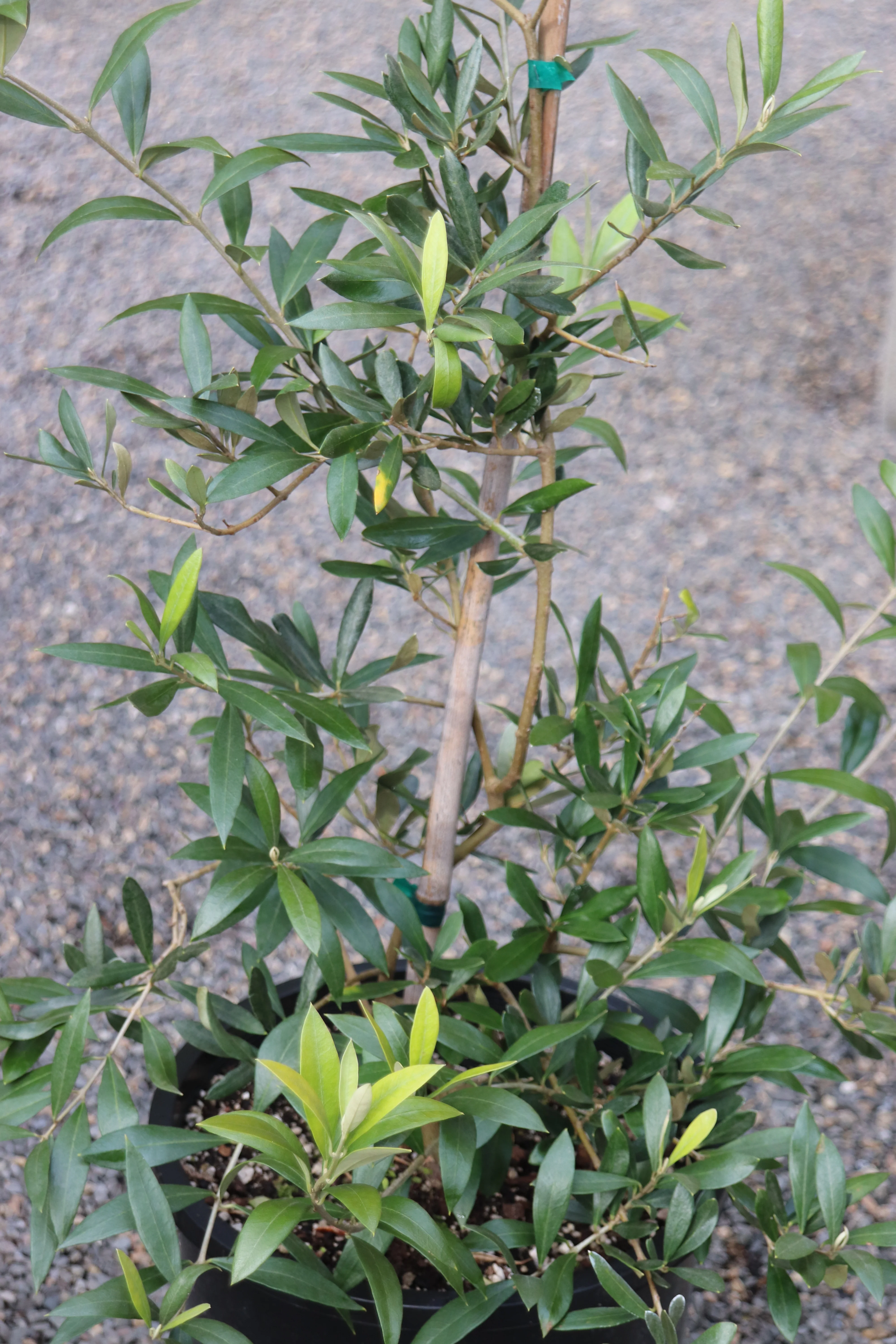 *RETAIL - Olea europaea 'Amphissa' - Image 2