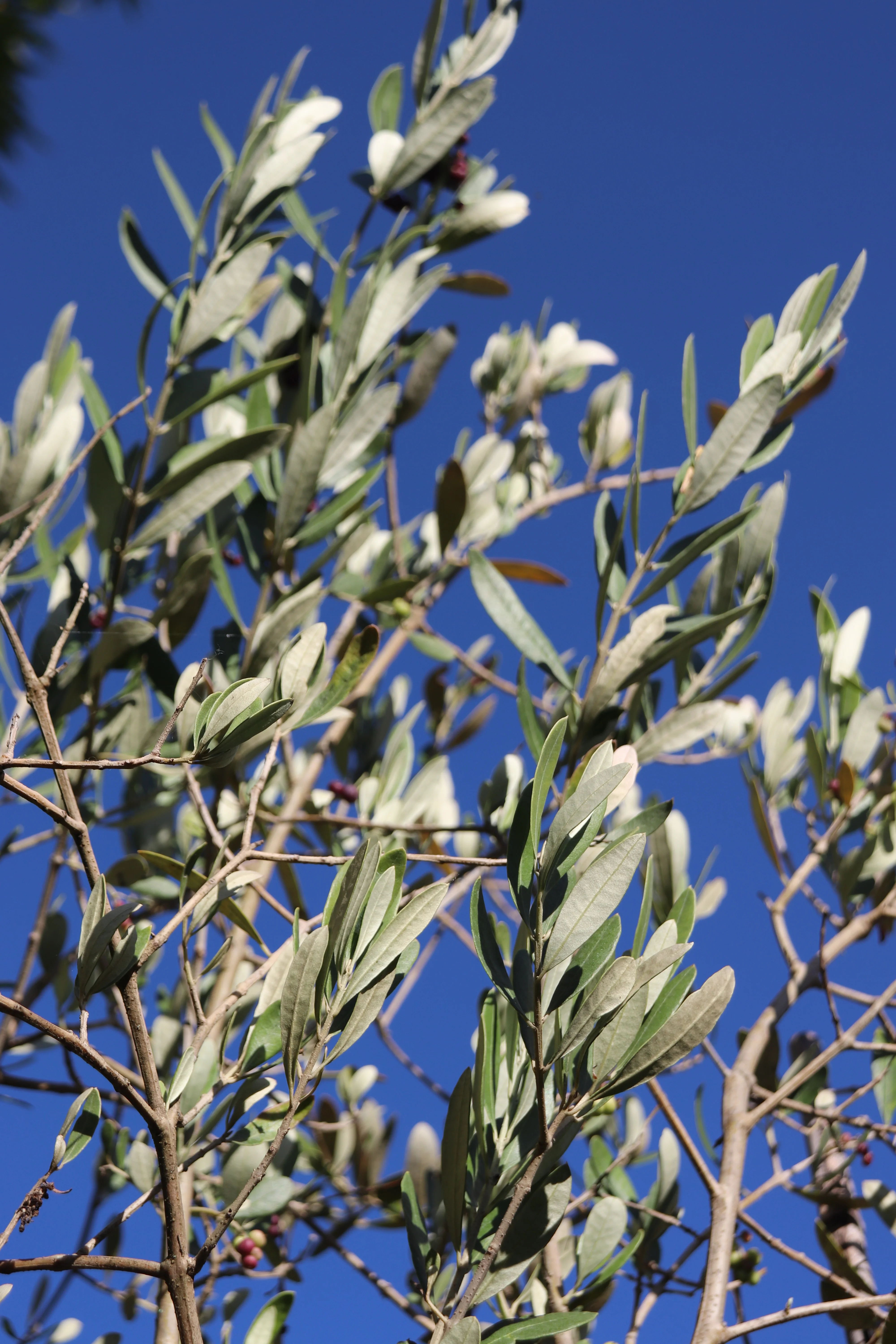*RETAIL - Olea europaea 'Grignan'