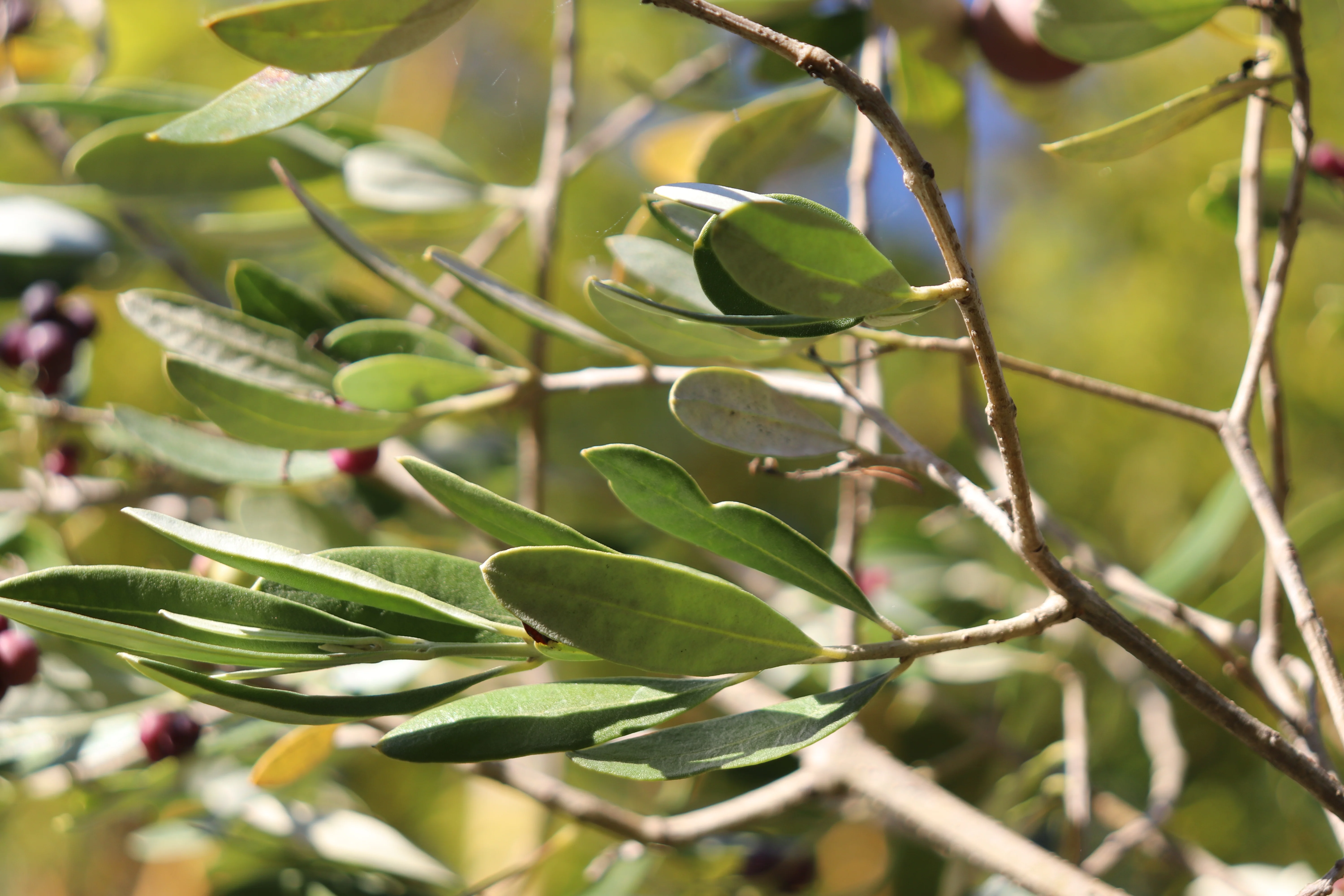 *RETAIL - Olea europaea 'Grignan' - Image 2