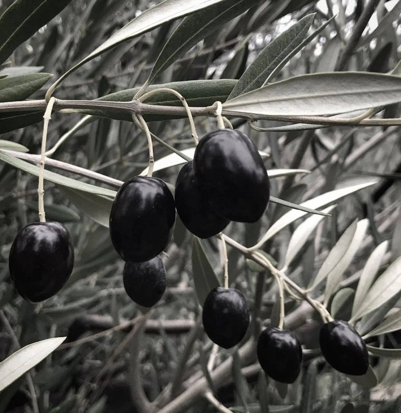 *RETAIL - Olea europaea 'Mission'