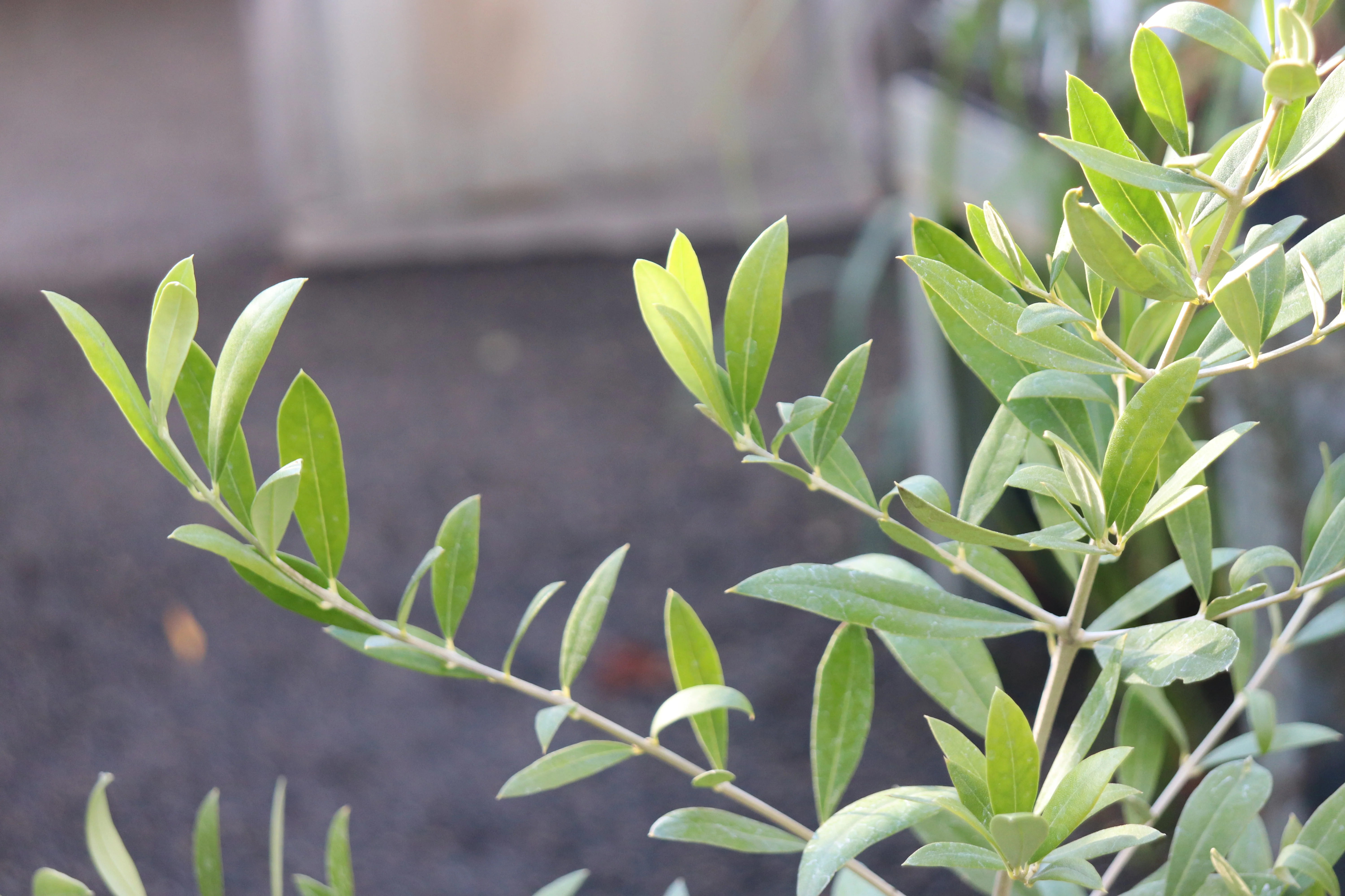 *RETAIL - Olea europaea 'Trayola'