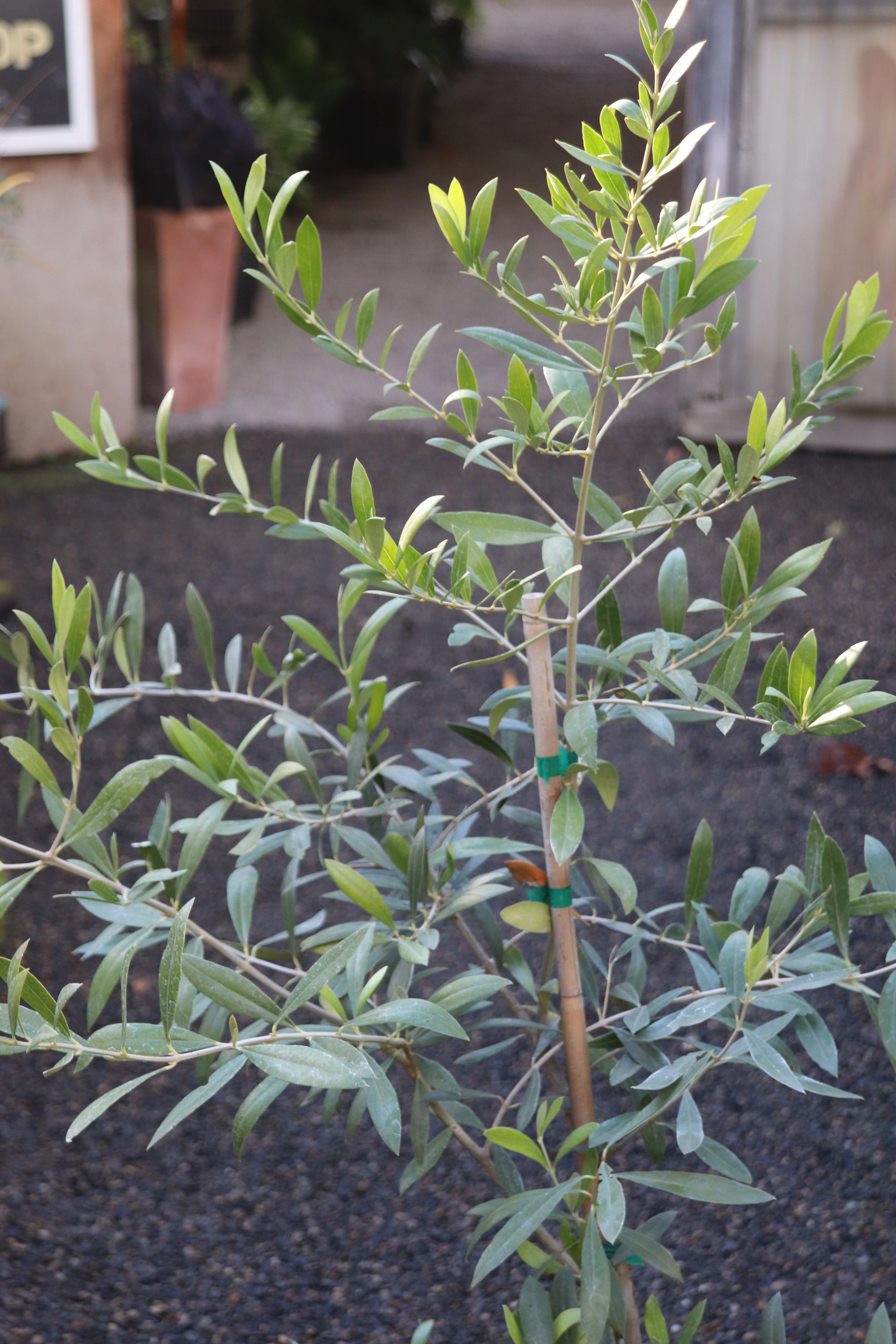 *RETAIL - Olea europaea 'Trayola' - Image 2