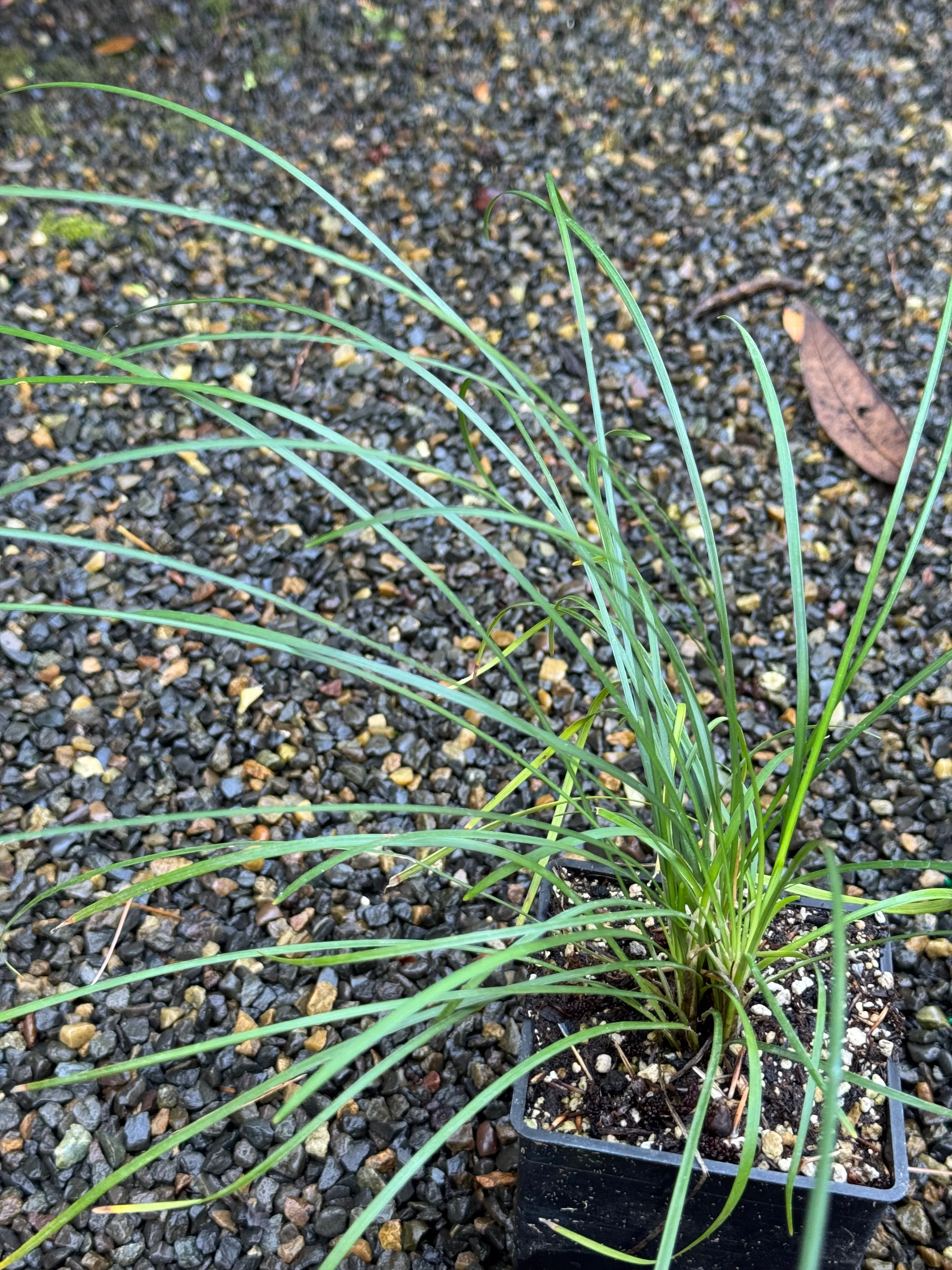*RETAIL - Ophiopogon clarkei - Image 2