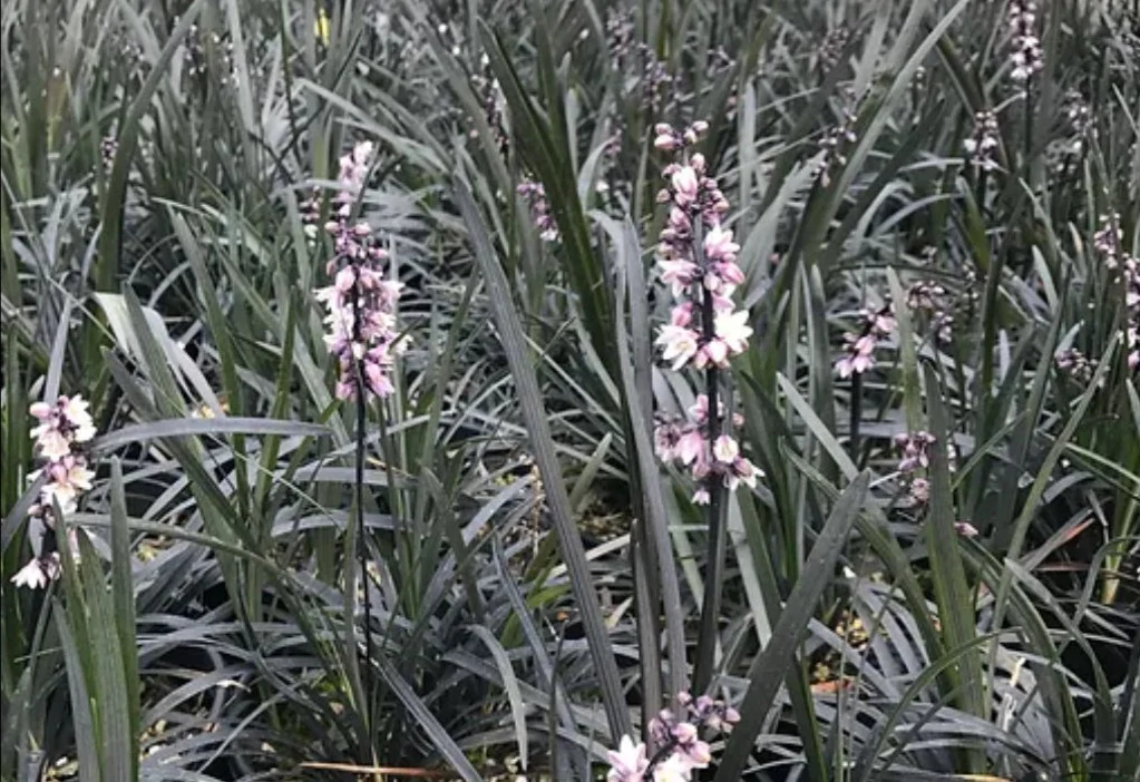 Ophiopogon planiscapus 'Nigrescens Maxima'