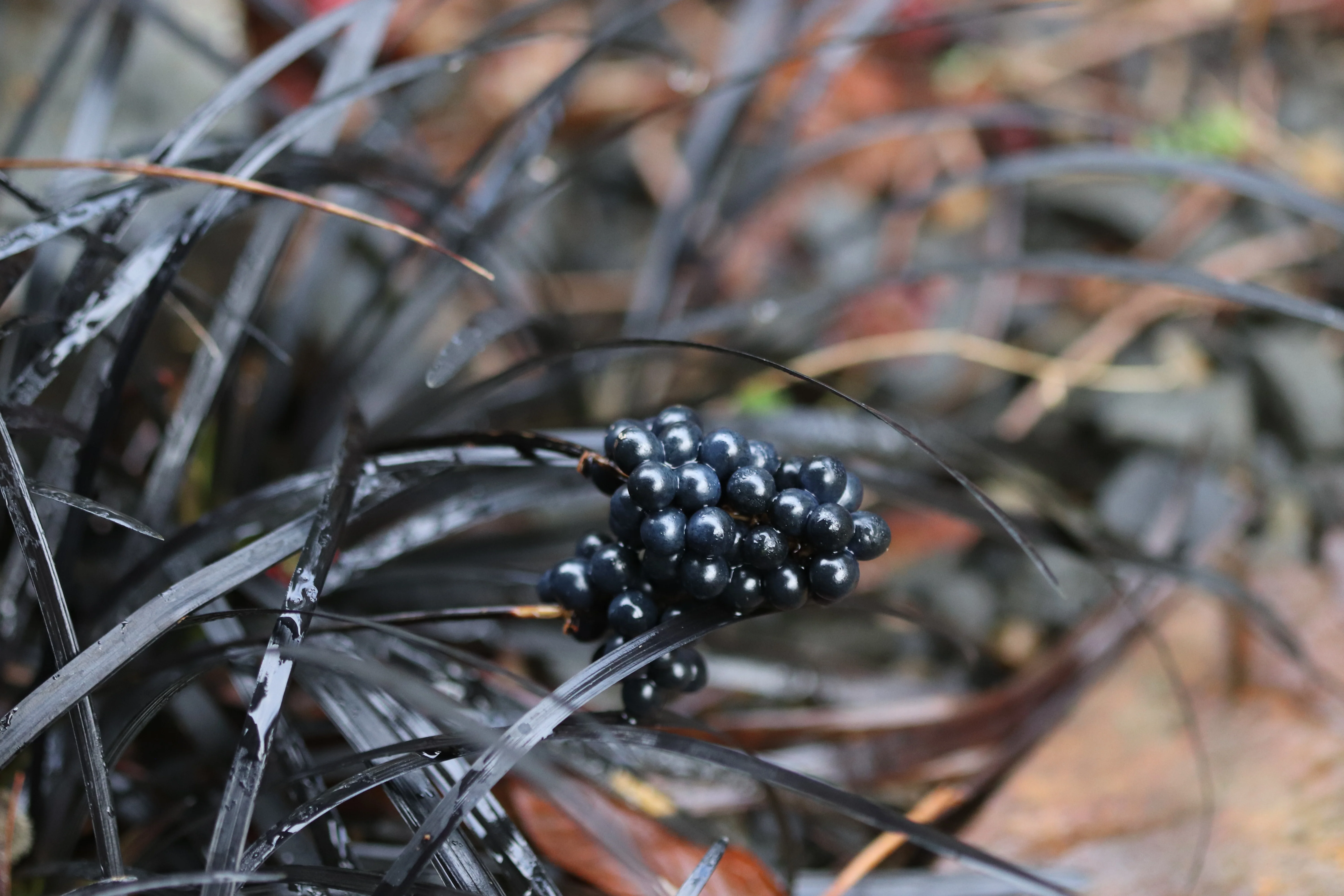 *RETAIL - Ophiopogon planiscapus 'Nigrescens' - Image 3