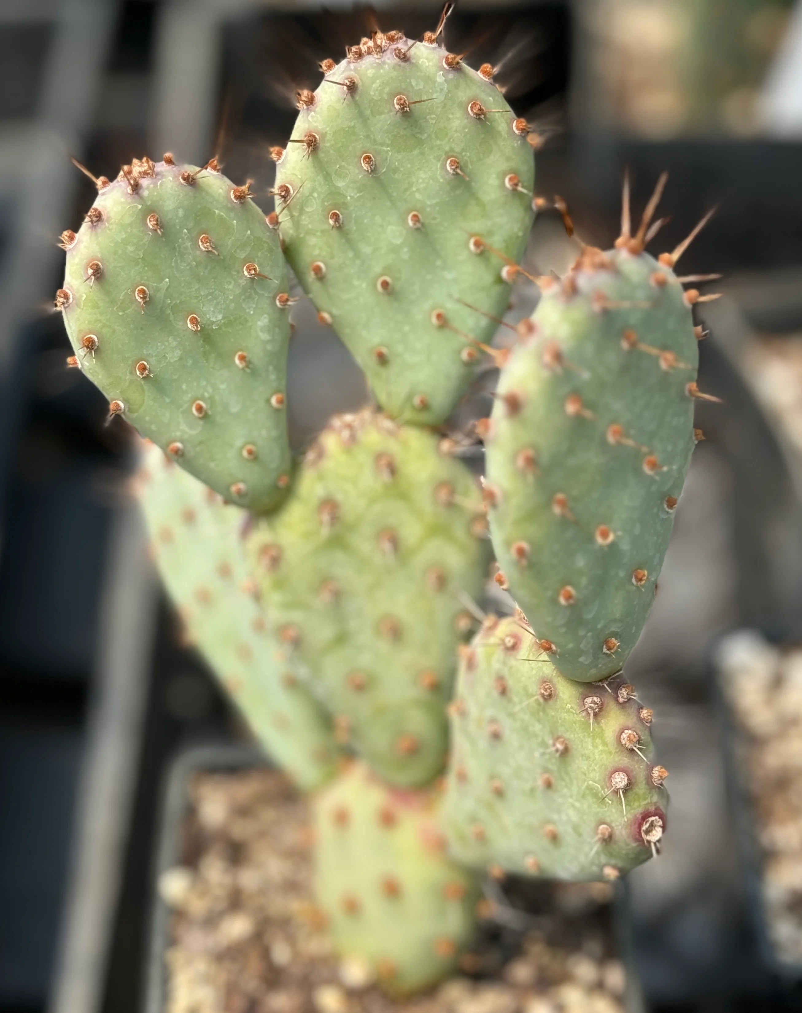 *RETAIL - Opuntia 'Baby Rita' - Image 2