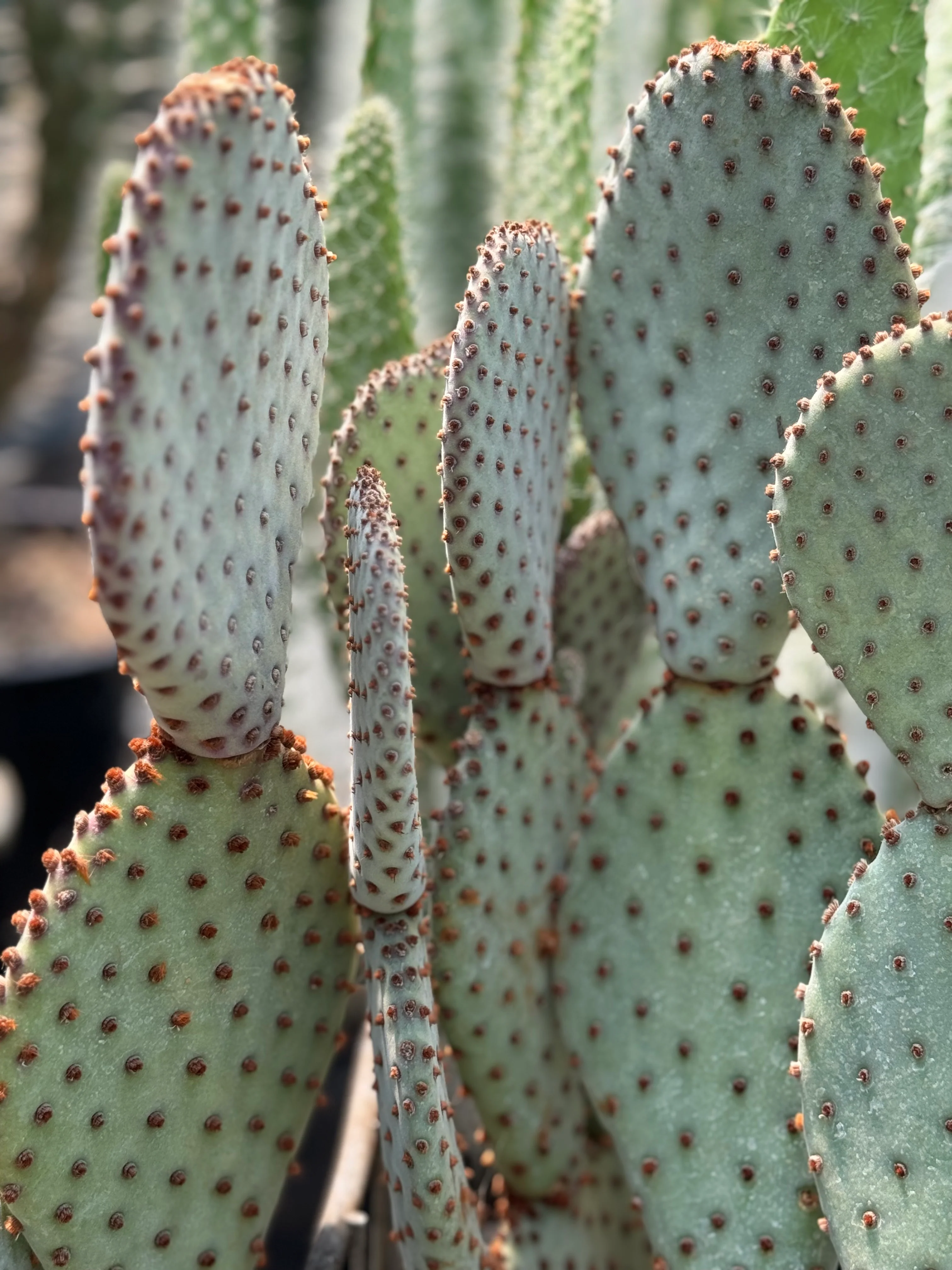 *RETAIL - Opuntia basilaris 'Sara's Compact' - Image 2