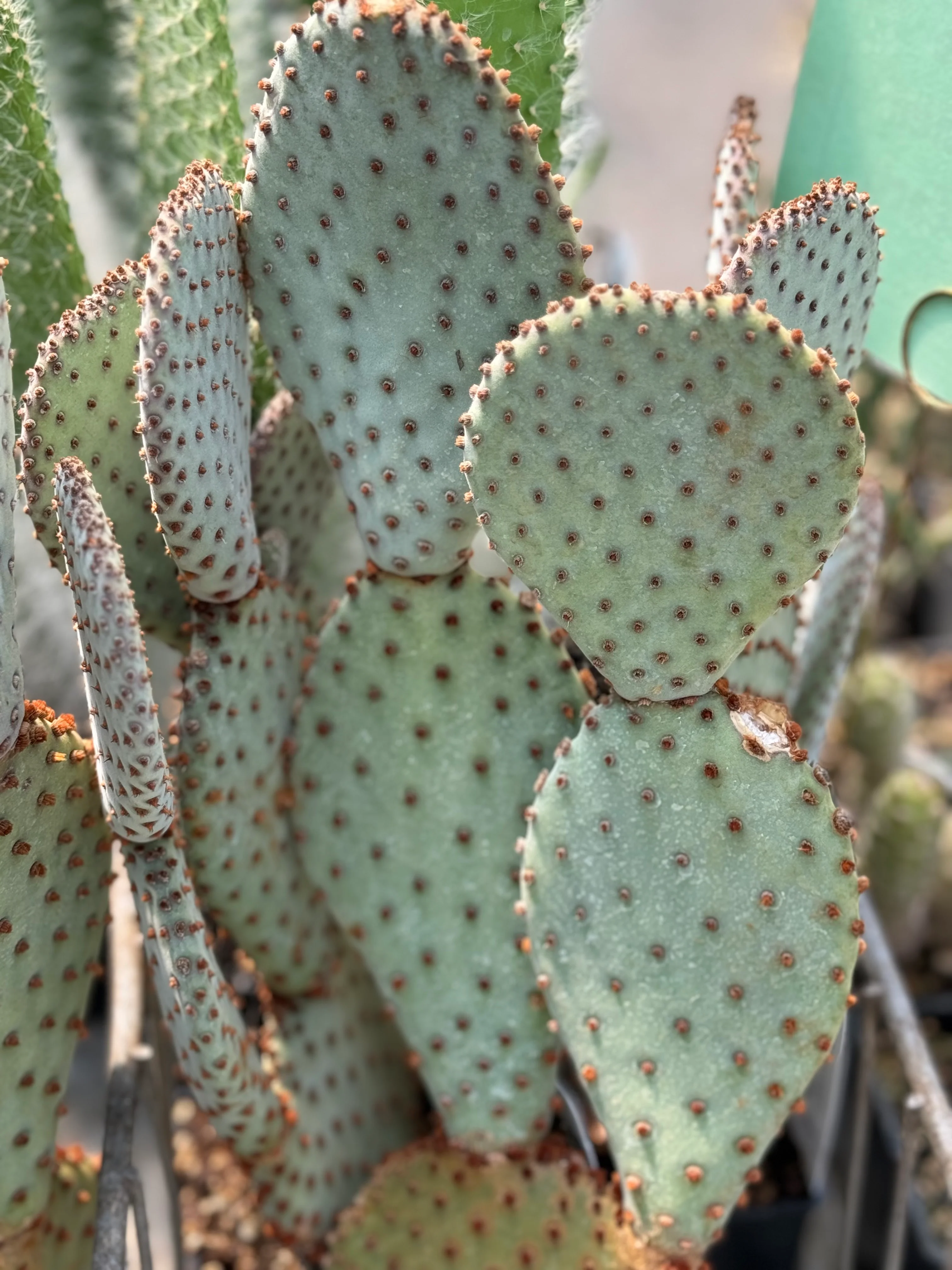*RETAIL - Opuntia basilaris 'Sara's Compact' - Image 3