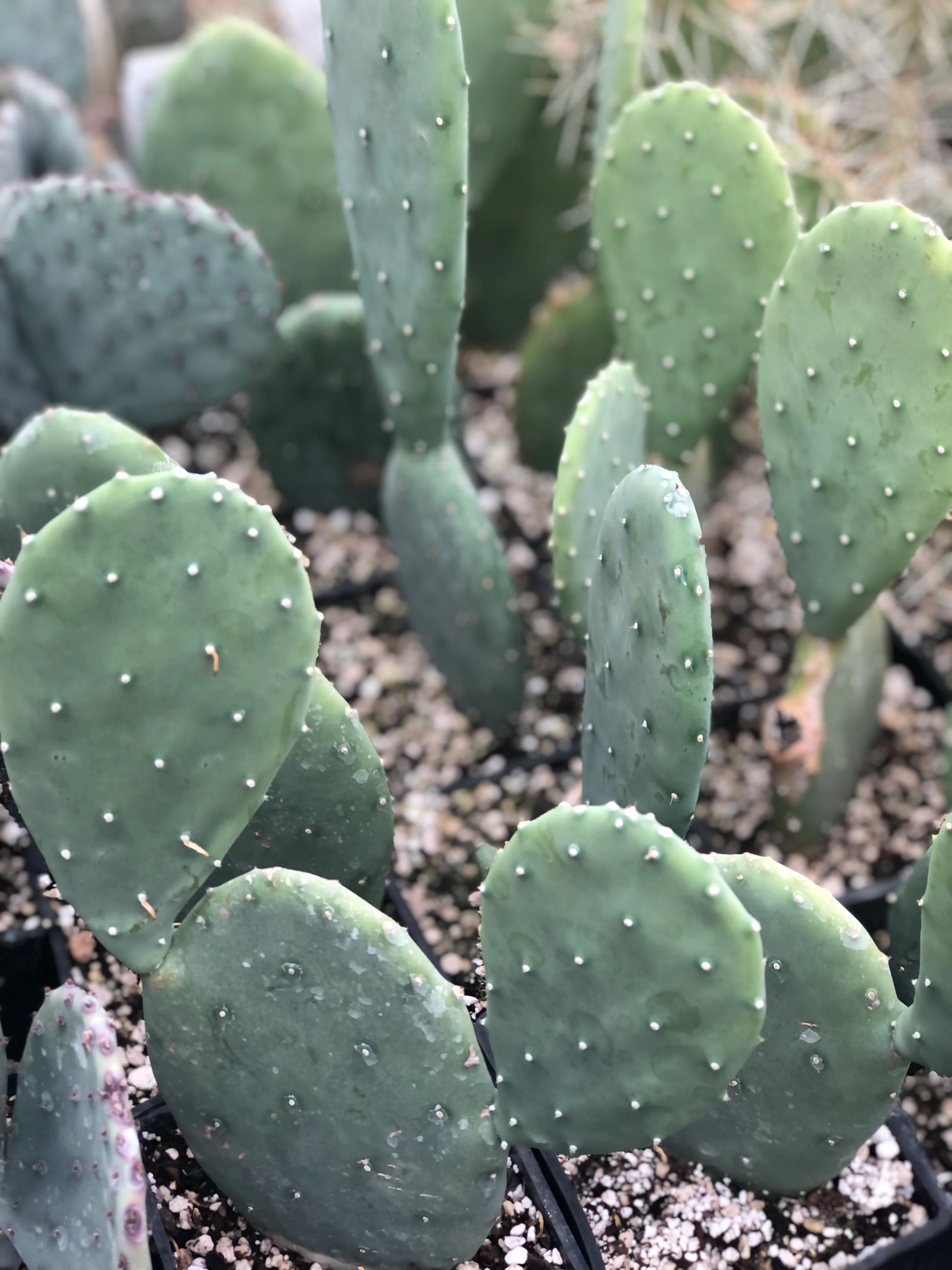 *RETAIL - Opuntia cacanapa 'Ellisiana'