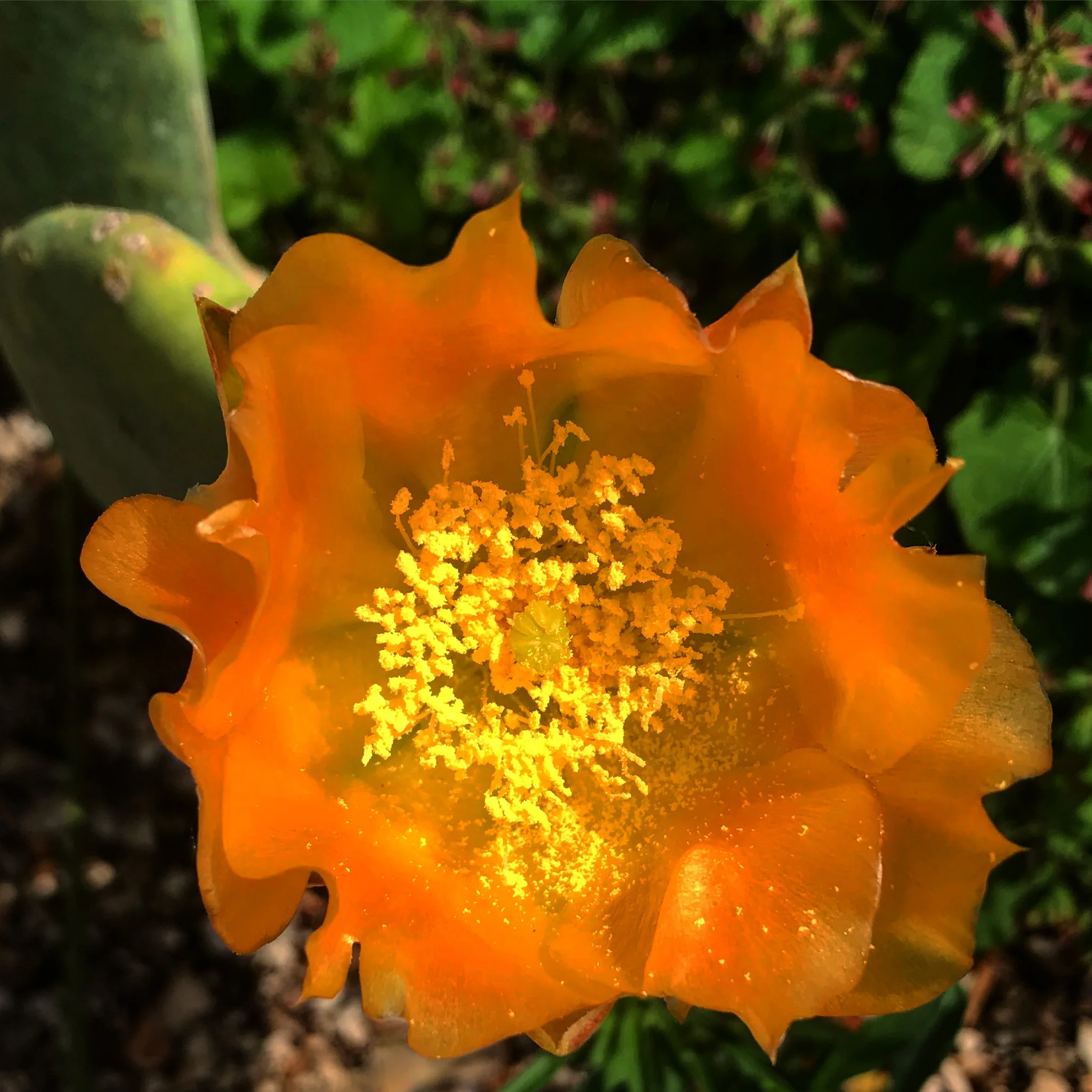 *RETAIL - Opuntia cacanapa 'Ellisiana' - Image 2