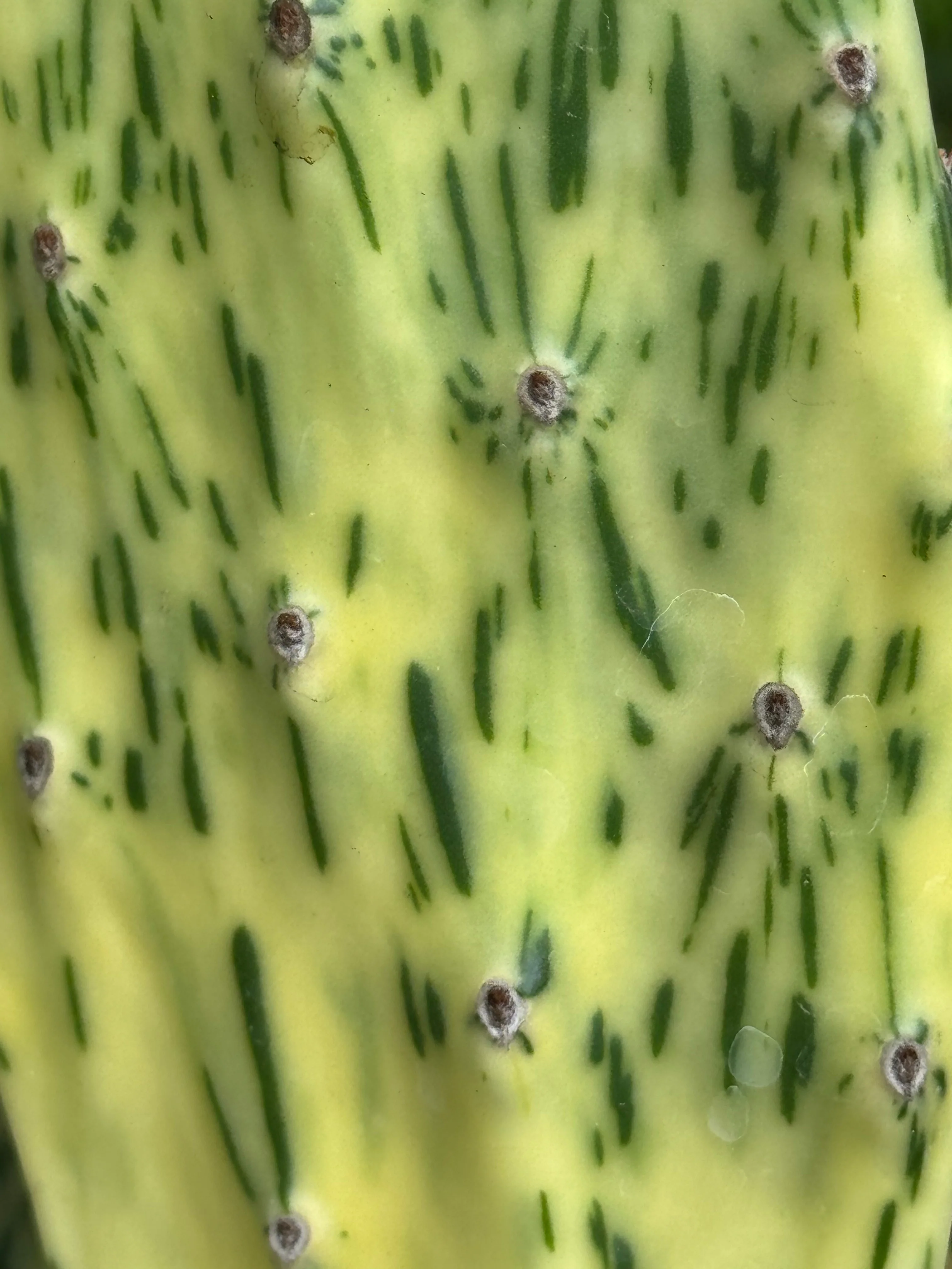 *RETAIL - Opuntia cochenillifera 'Sunset' - Image 2