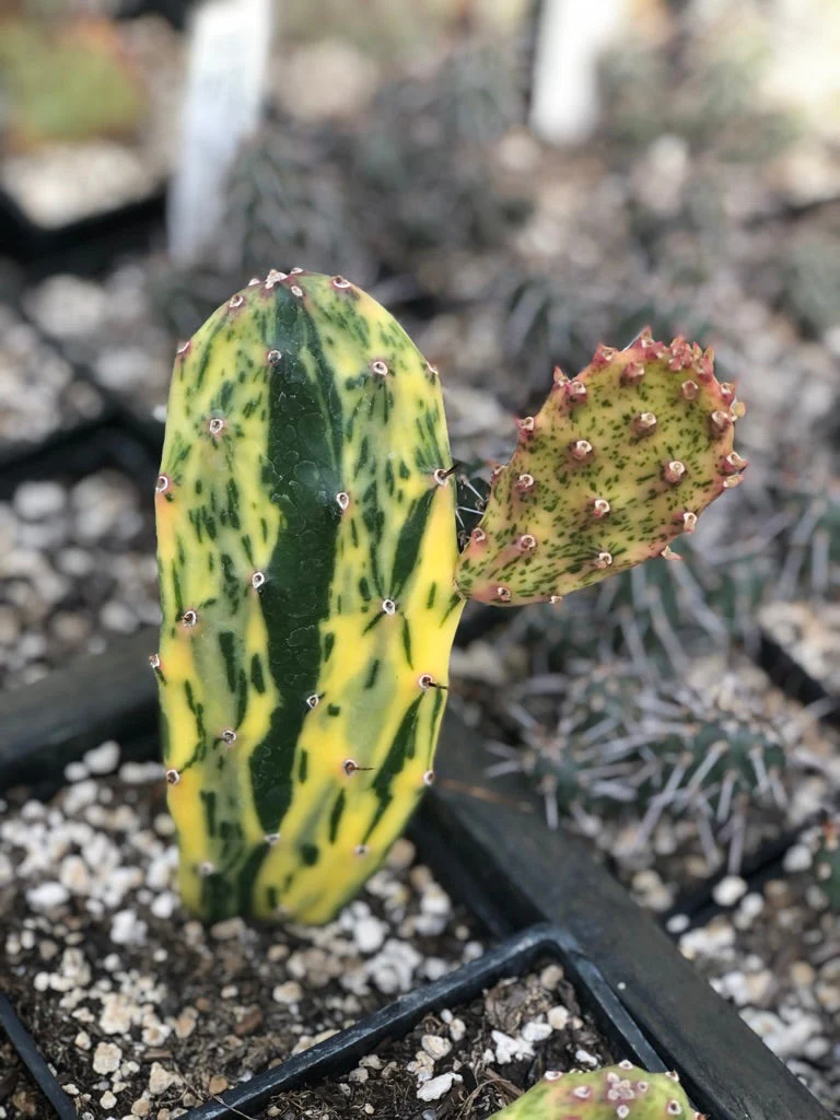 *RETAIL - Opuntia cochenillifera 'Sunset' - Image 3