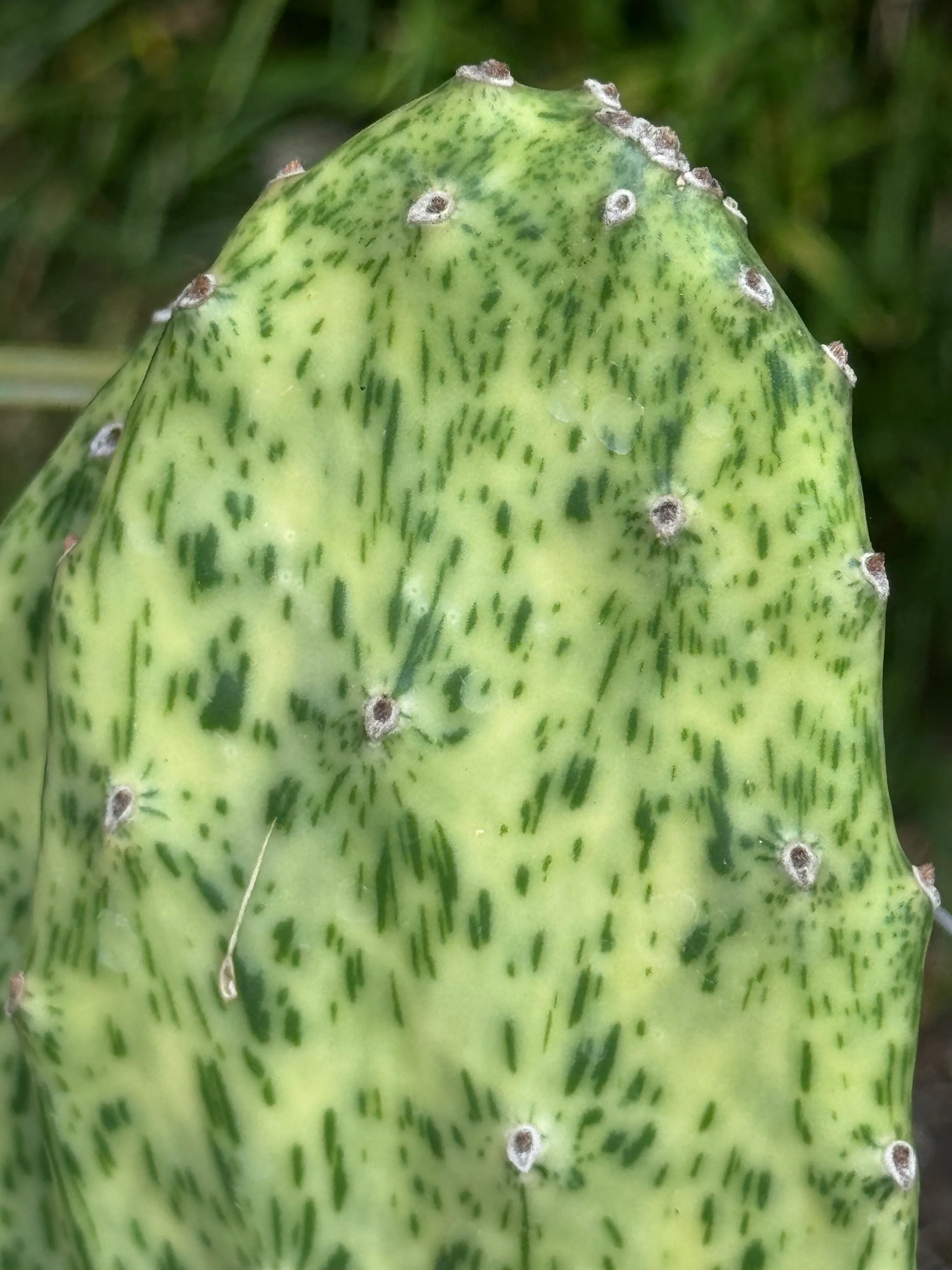 *RETAIL - Opuntia cochenillifera 'Sunset' - Image 4
