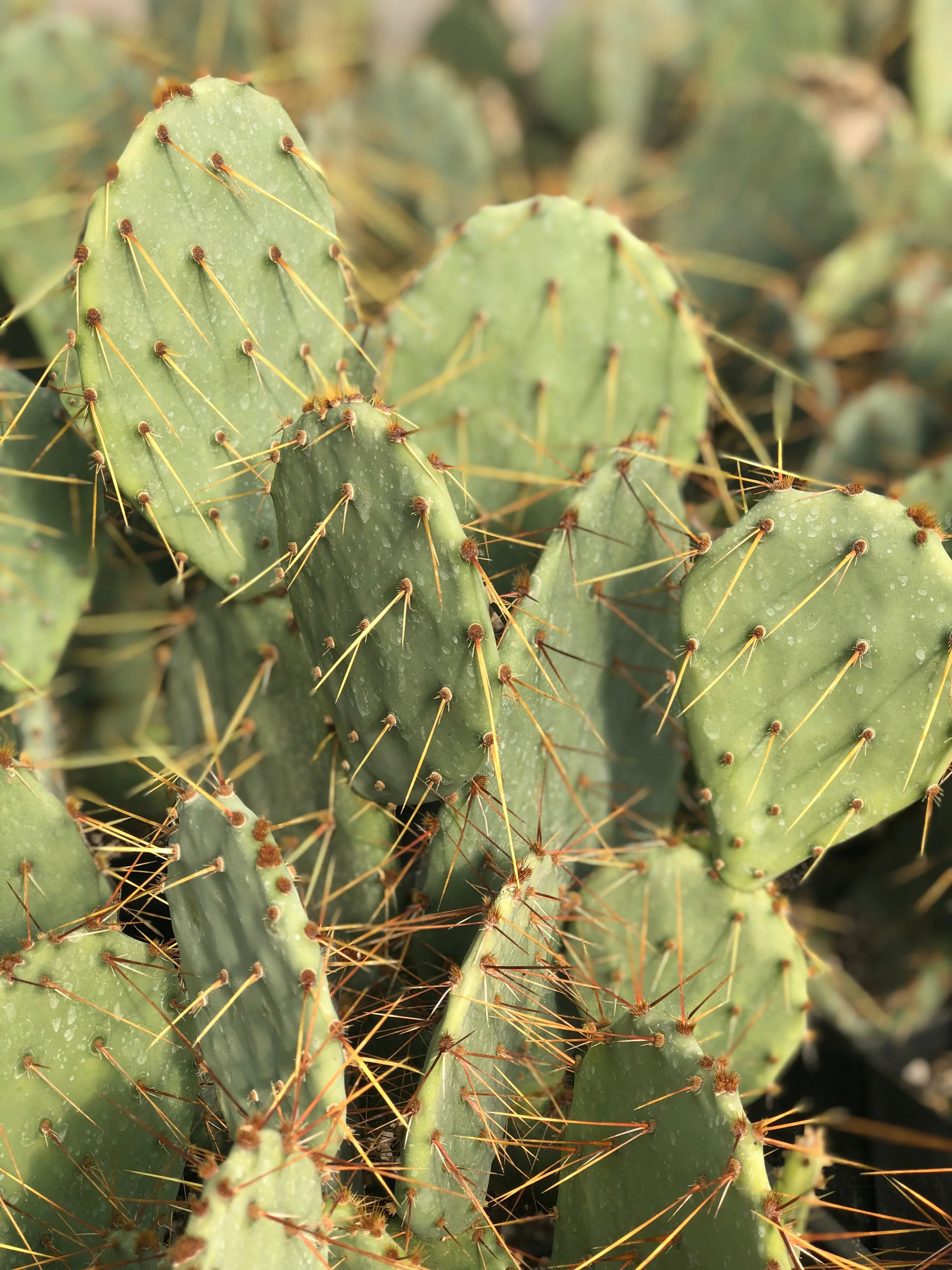 *RETAIL - Opuntia engelmannii - golden spined