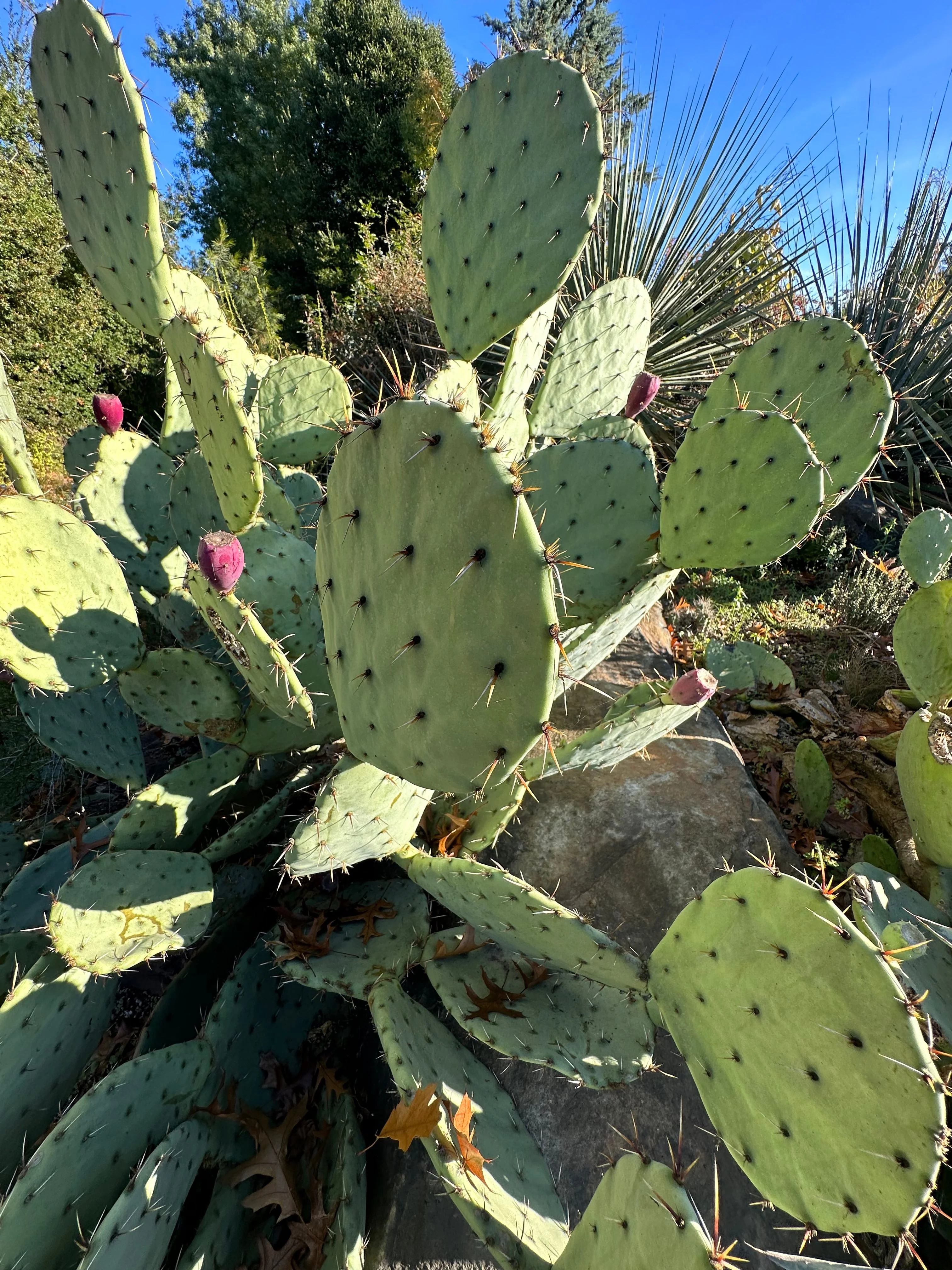 *RETAIL - Opuntia engelmannii 'O' - Image 2