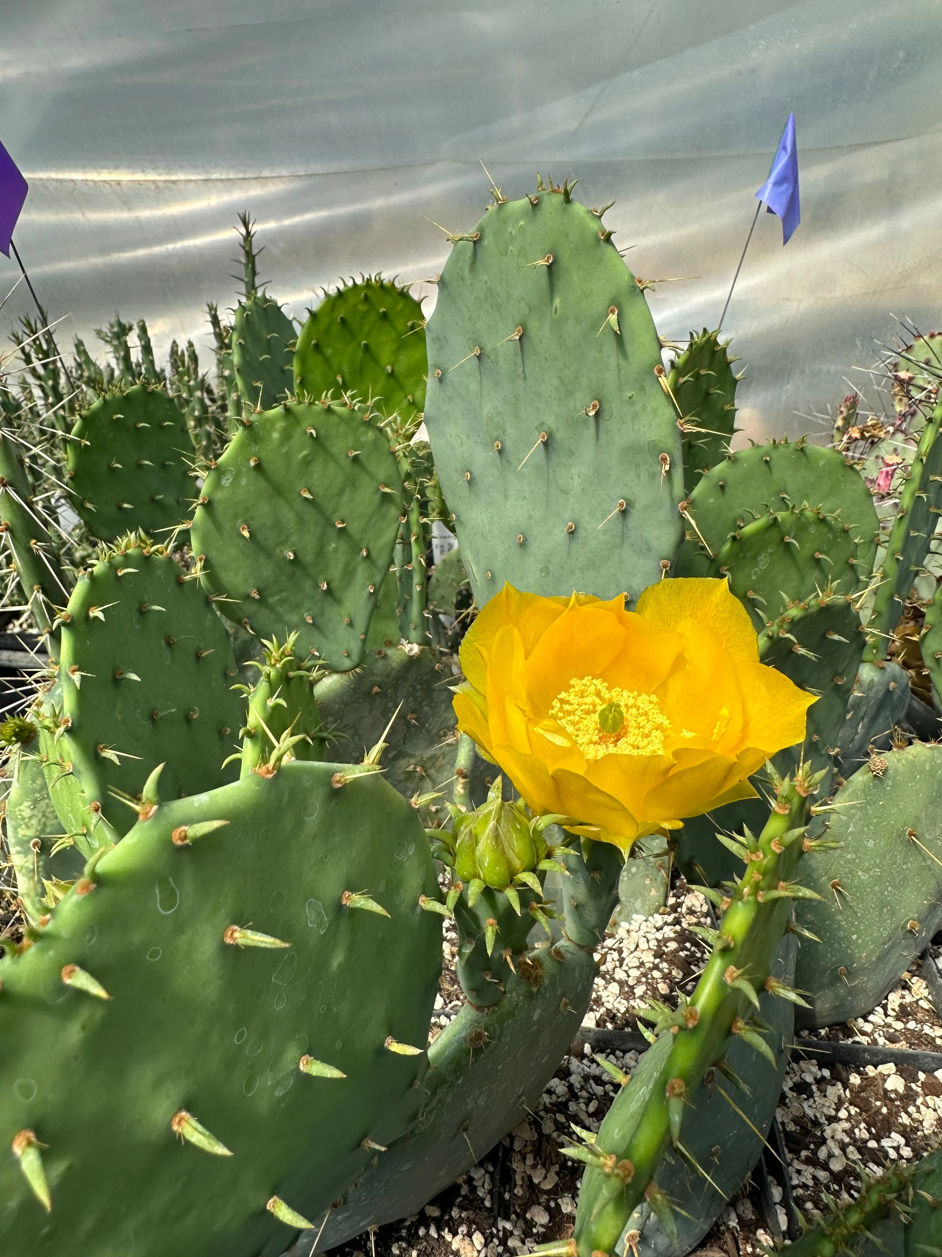 *RETAIL - Opuntia engelmannii 'O' - Image 4