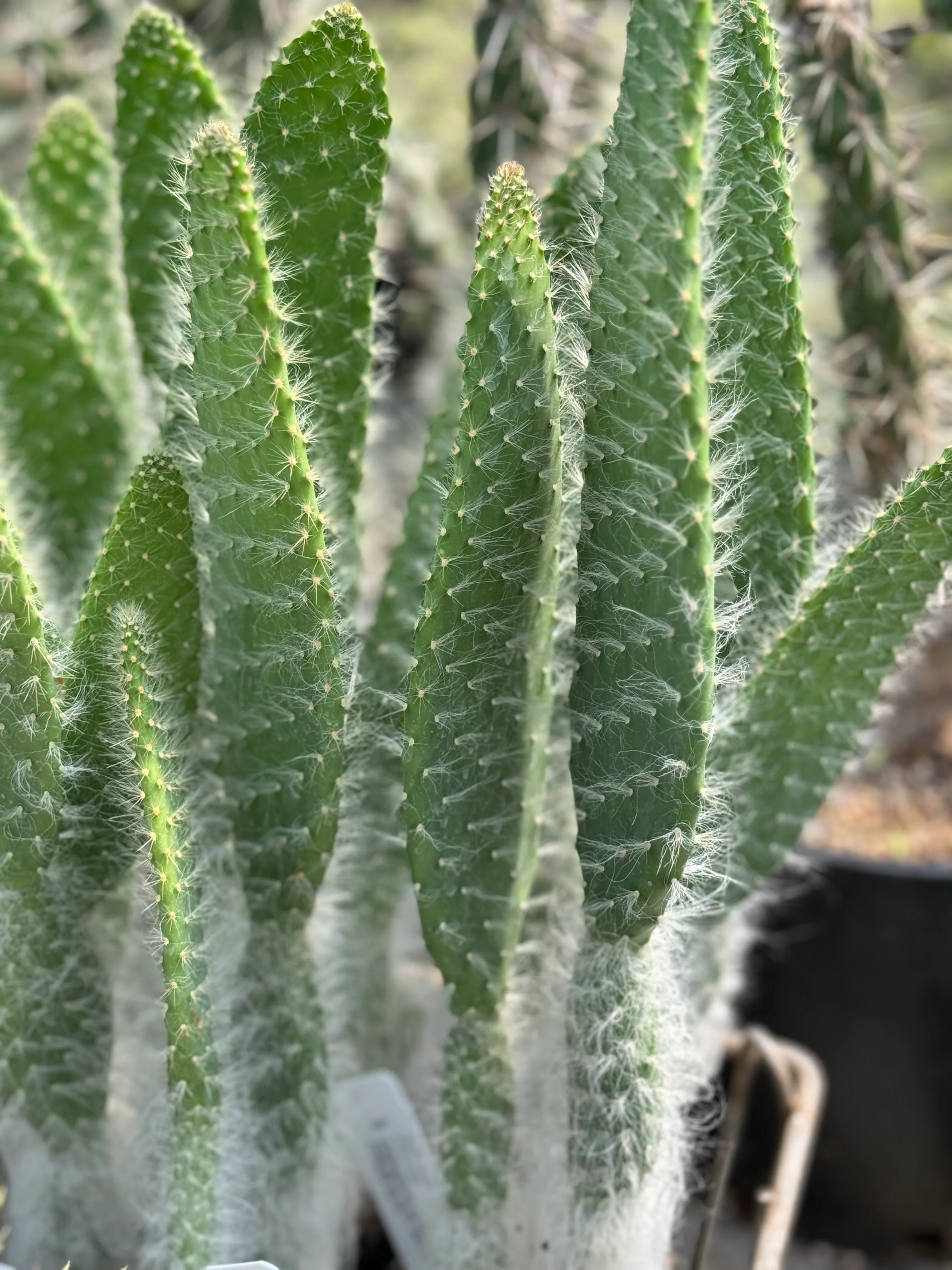 *RETAIL - Opuntia 'Snow White' - Image 2