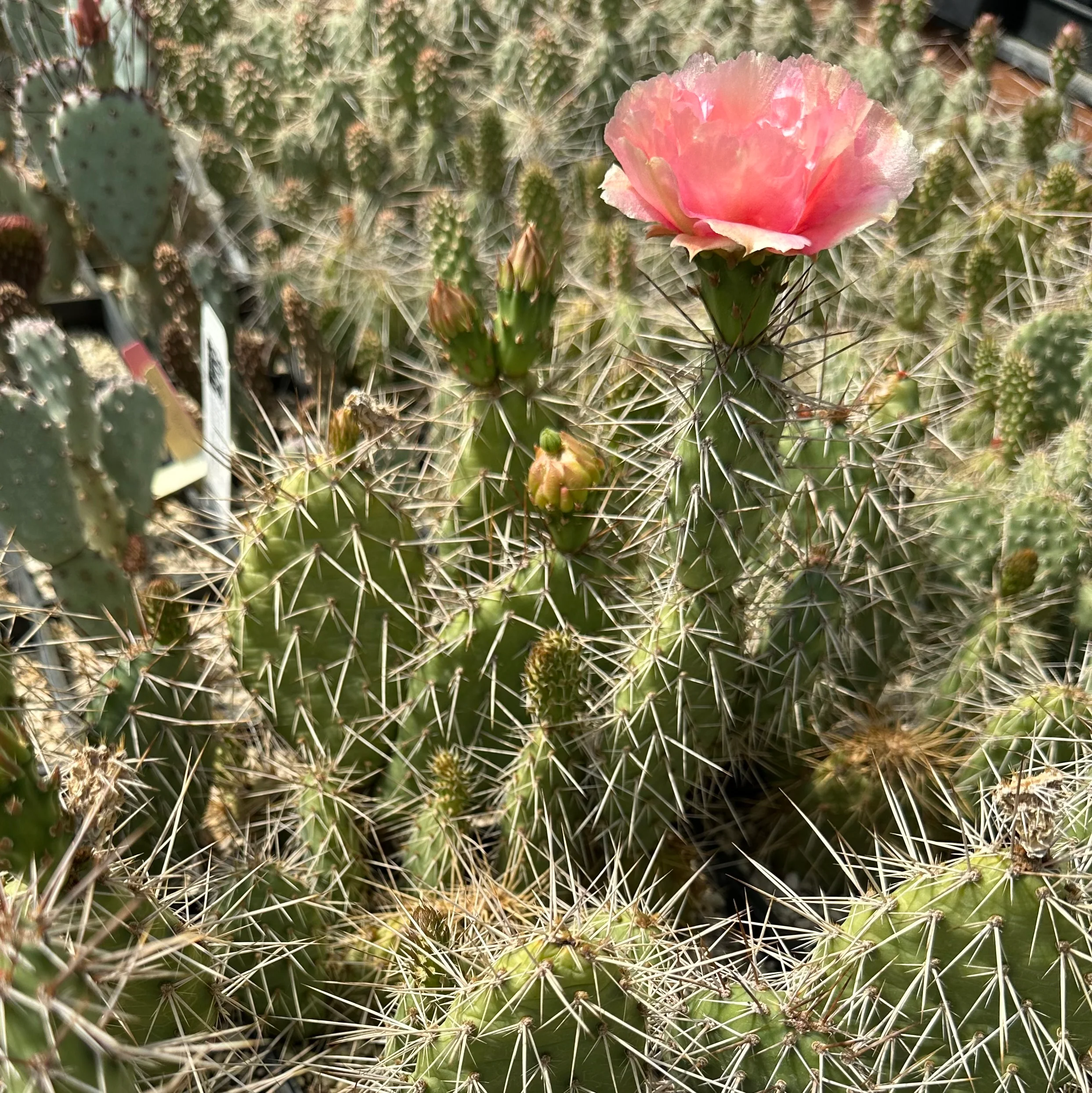 *RETAIL - Opuntia erinacea var. columbiana 'McNary' - Image 2