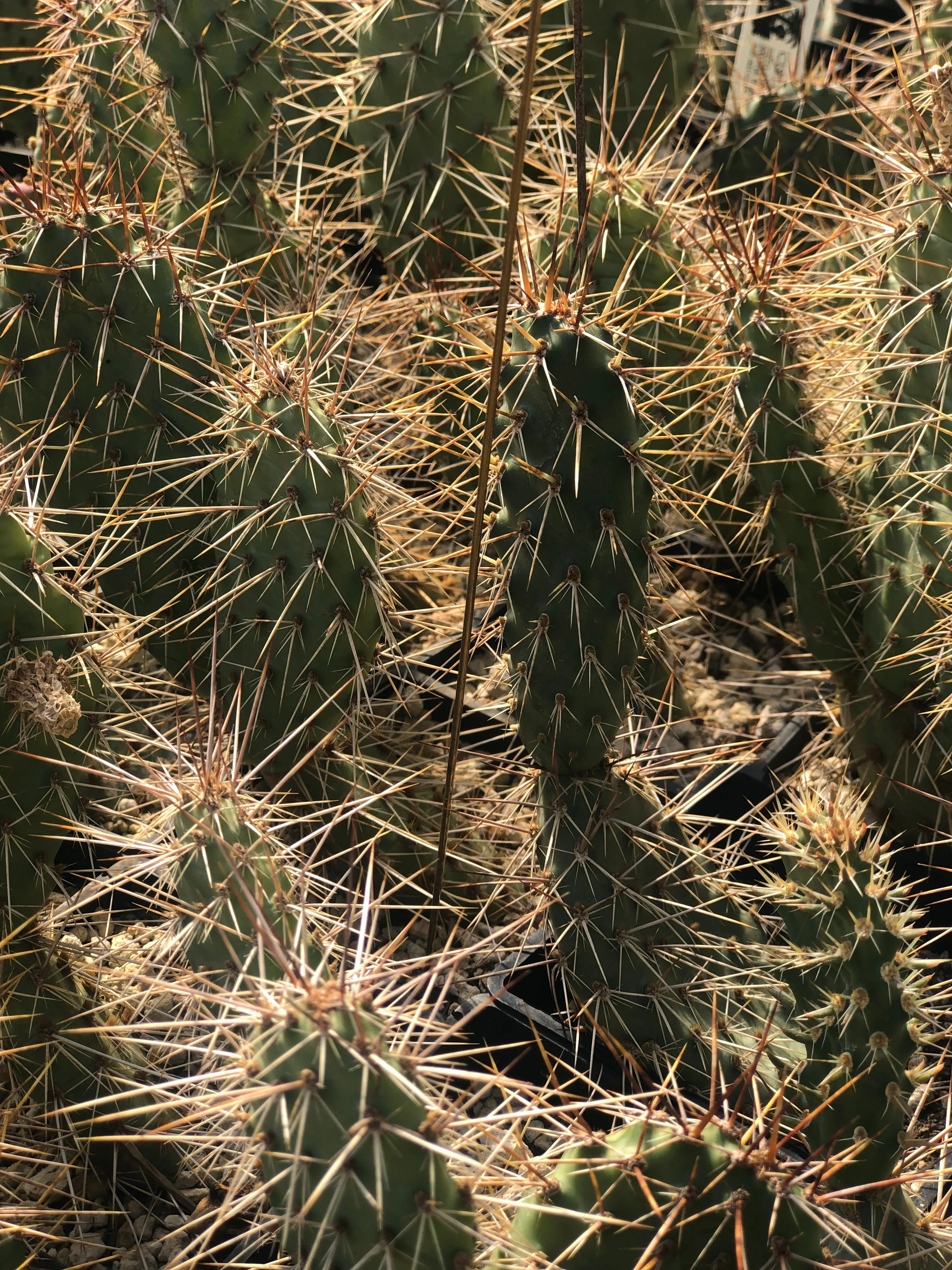 *RETAIL - Opuntia erinacea var. columbiana 'McNary' - Image 3