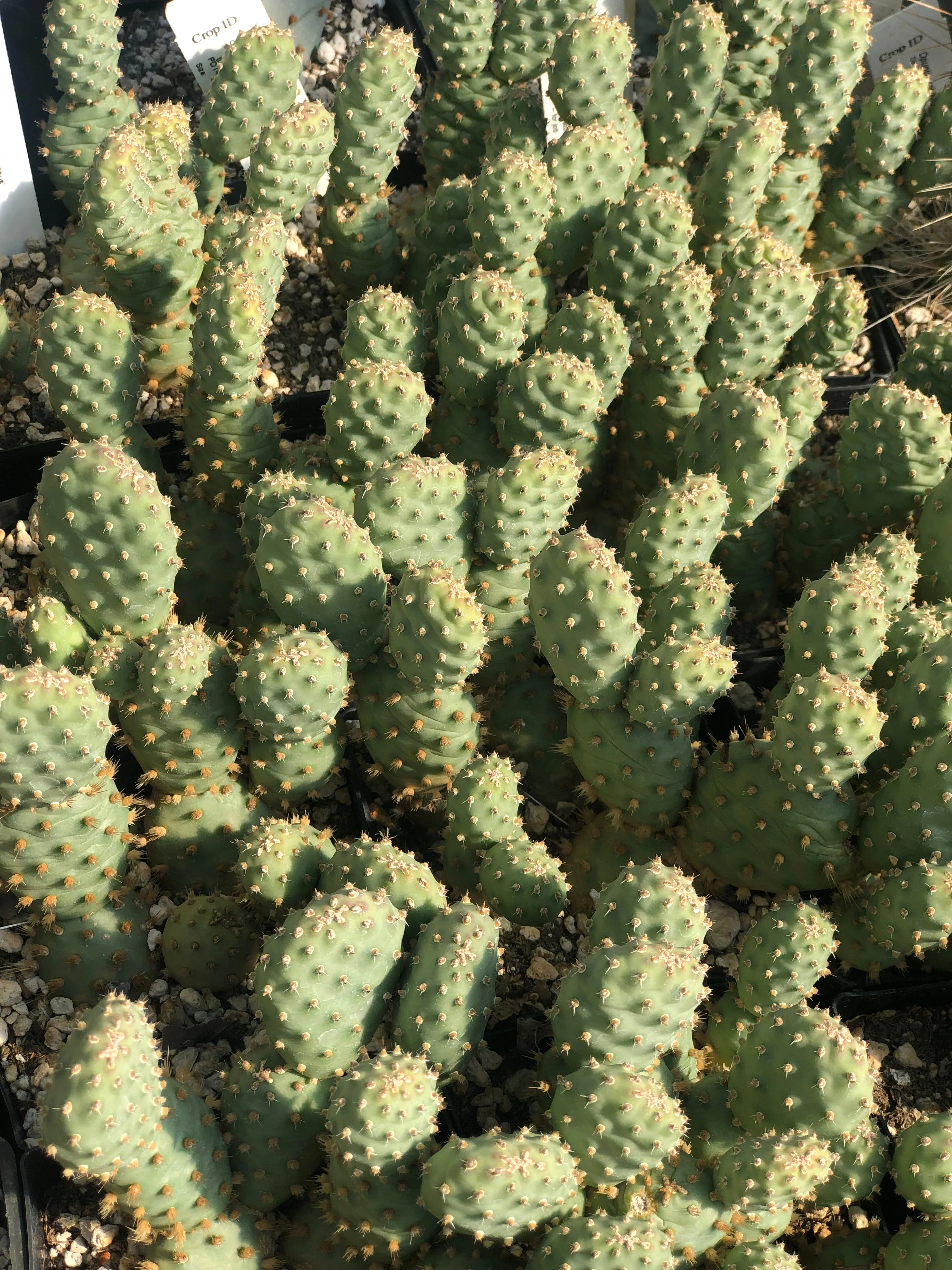*RETAIL - Opuntia fragilis (debreczyi) 'Nearly Famous' - Image 2