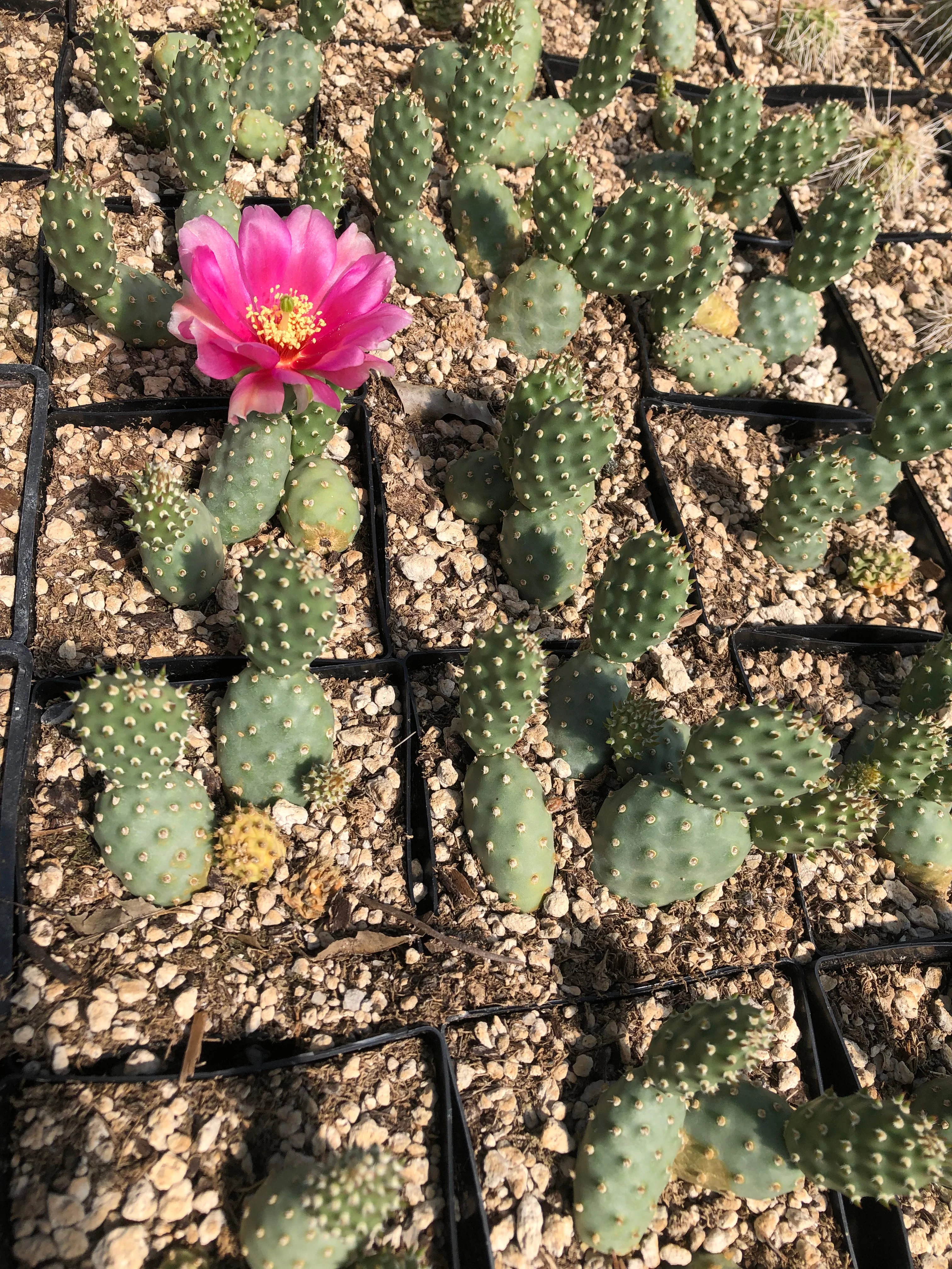 *RETAIL - Opuntia fragilis (debreczyi) 'Nearly Famous' - Image 3