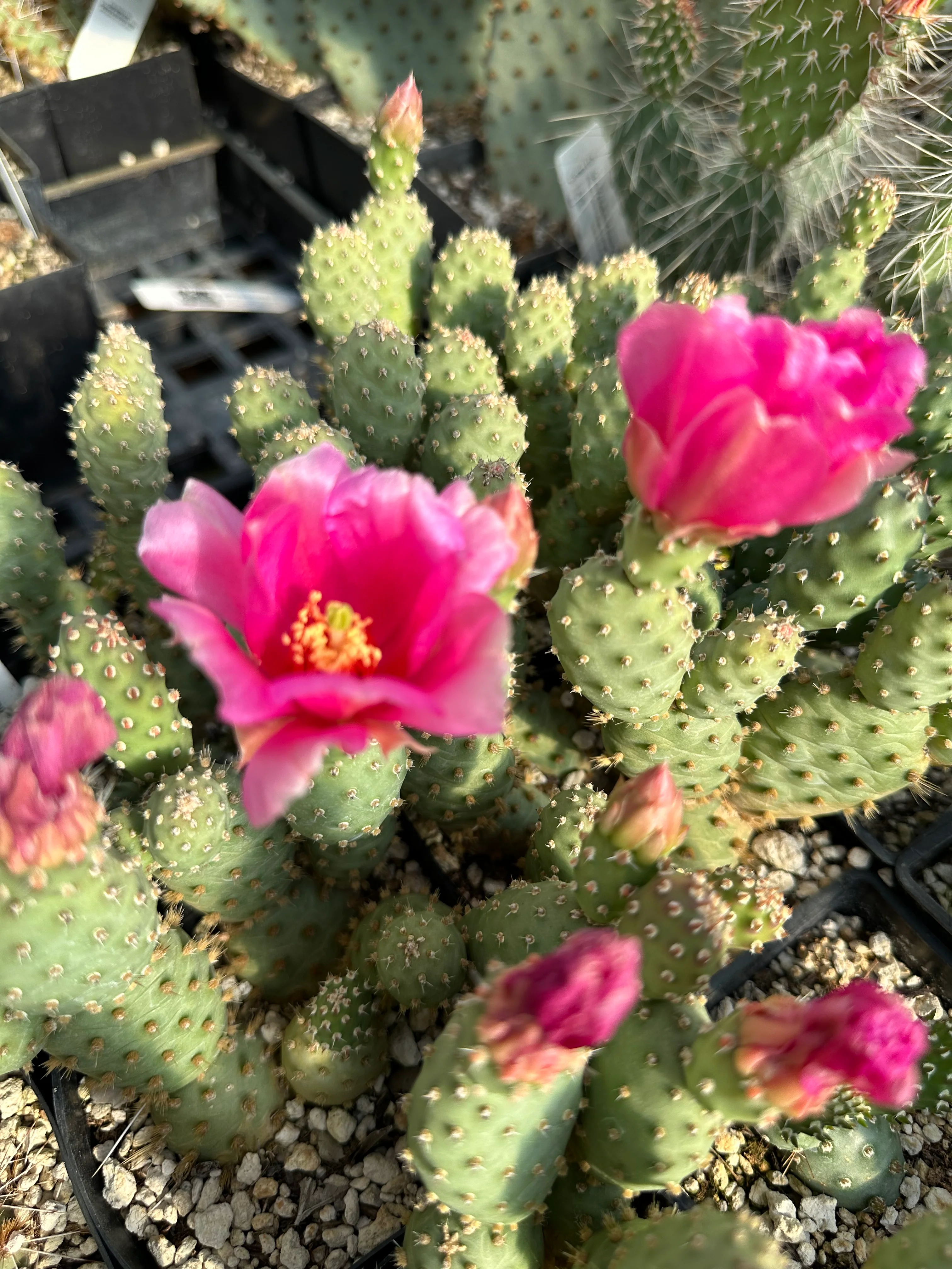 *RETAIL - Opuntia fragilis (debreczyi) 'Nearly Famous' - Image 4