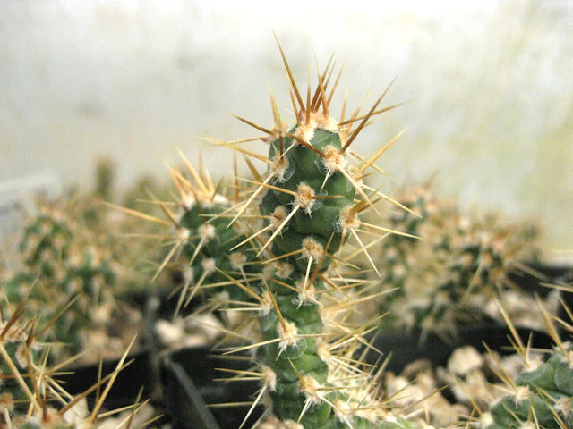*RETAIL - Opuntia fragilis - dwarf golden - Image 2