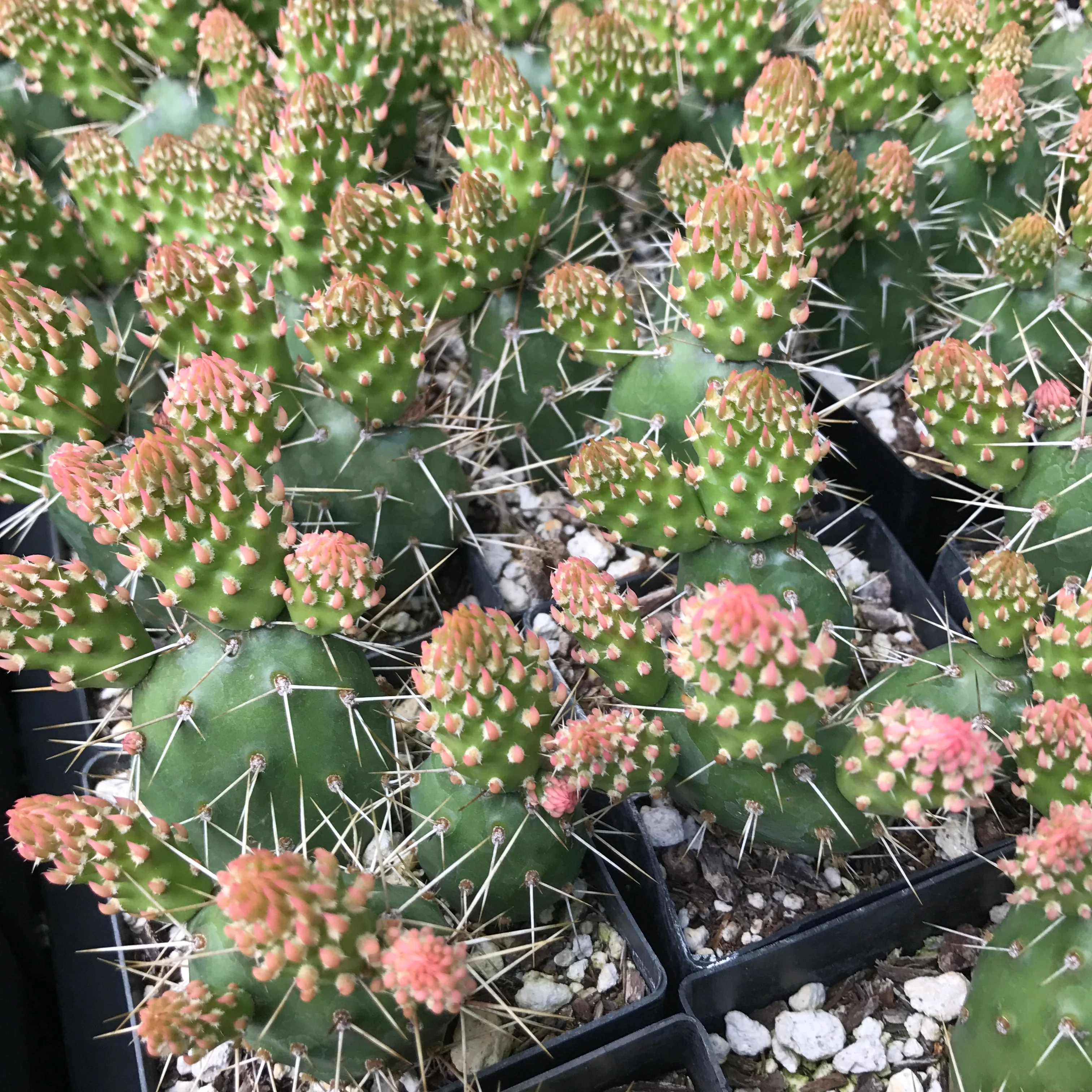 *RETAIL - Opuntia fragilis 'Neon Gold' - Image 3