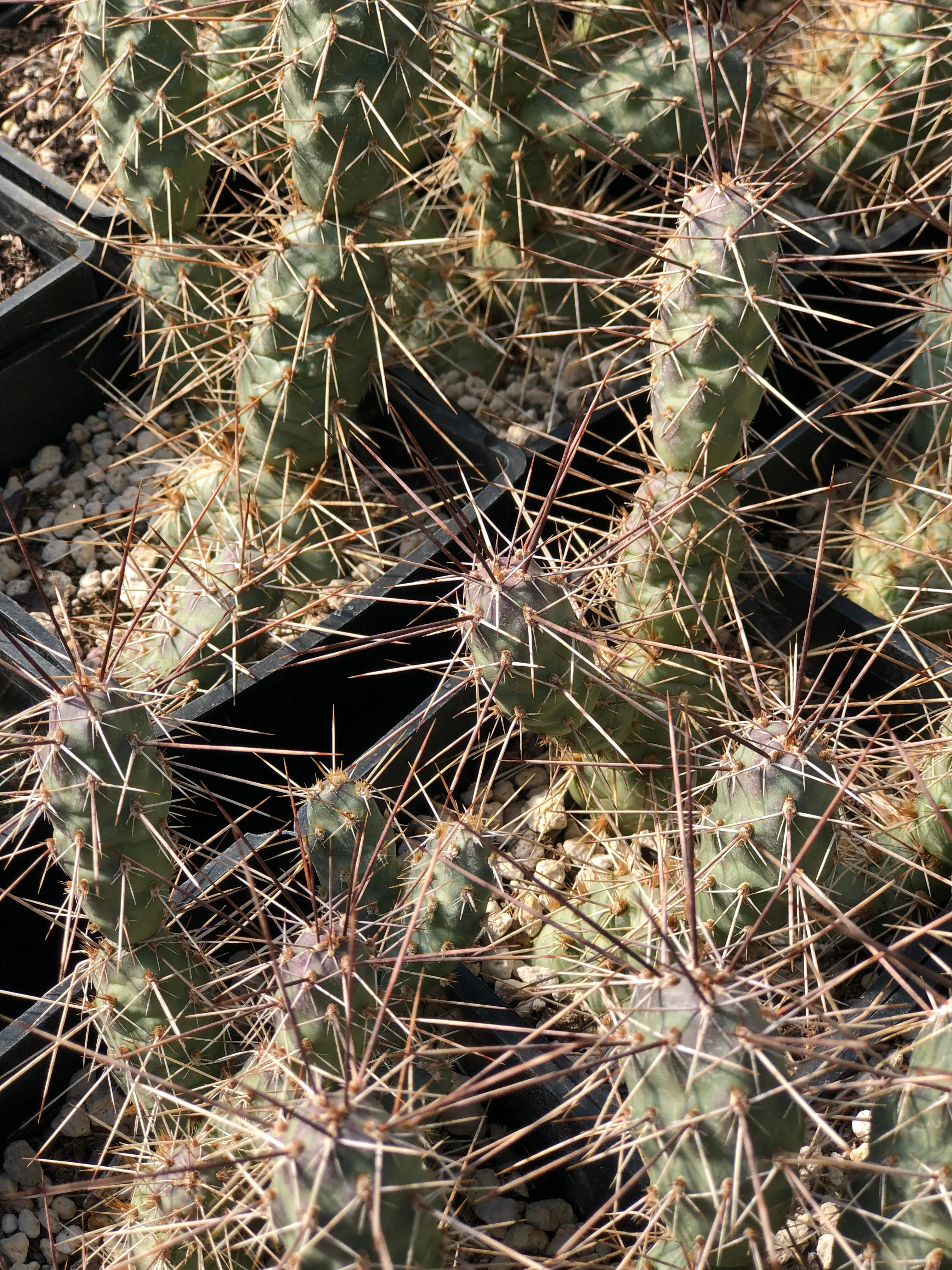 *RETAIL - Opuntia fragilis [Salinas Creek] - Image 2