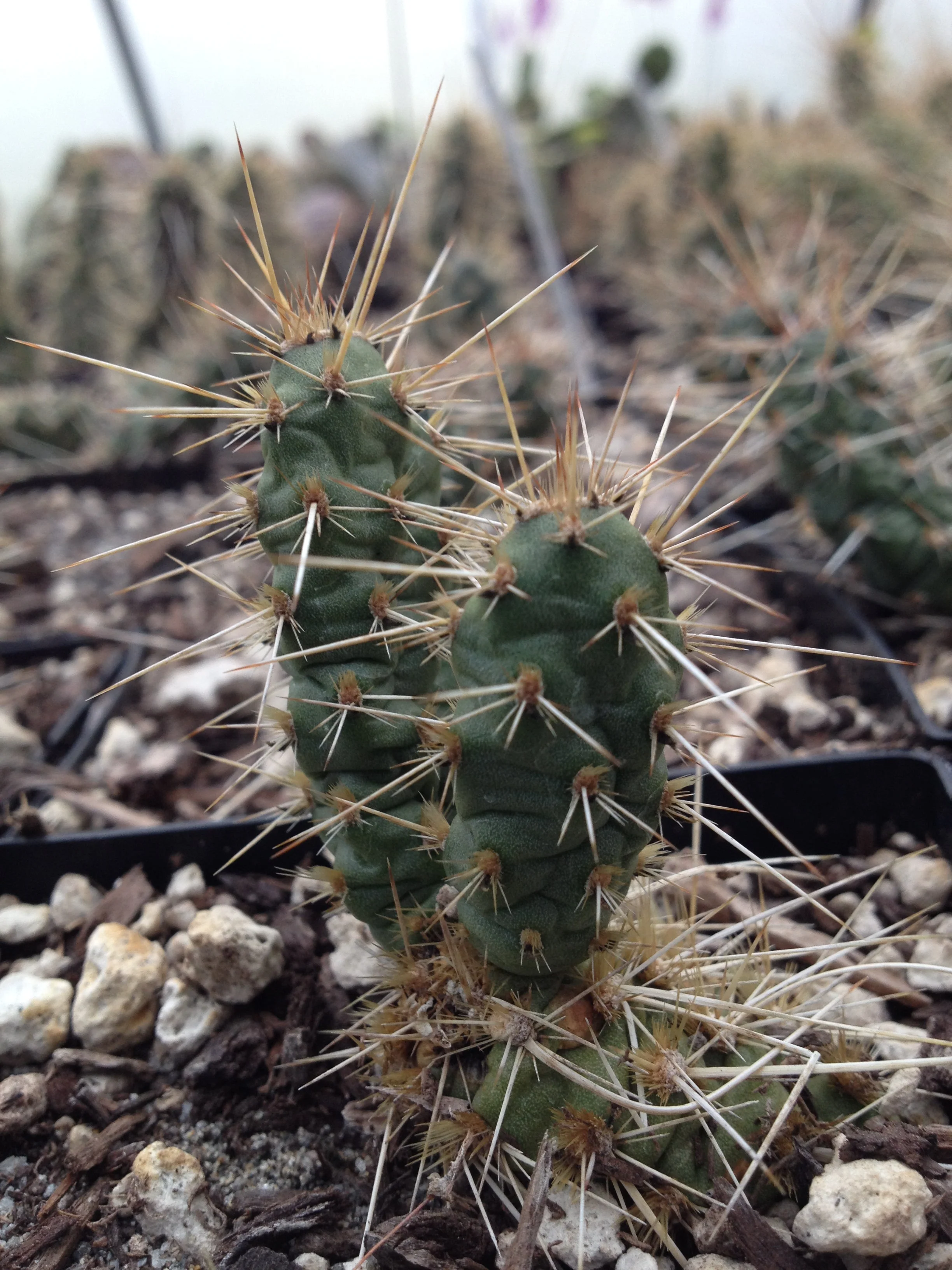 *RETAIL - Opuntia fragilis [Salinas Creek] - Image 3