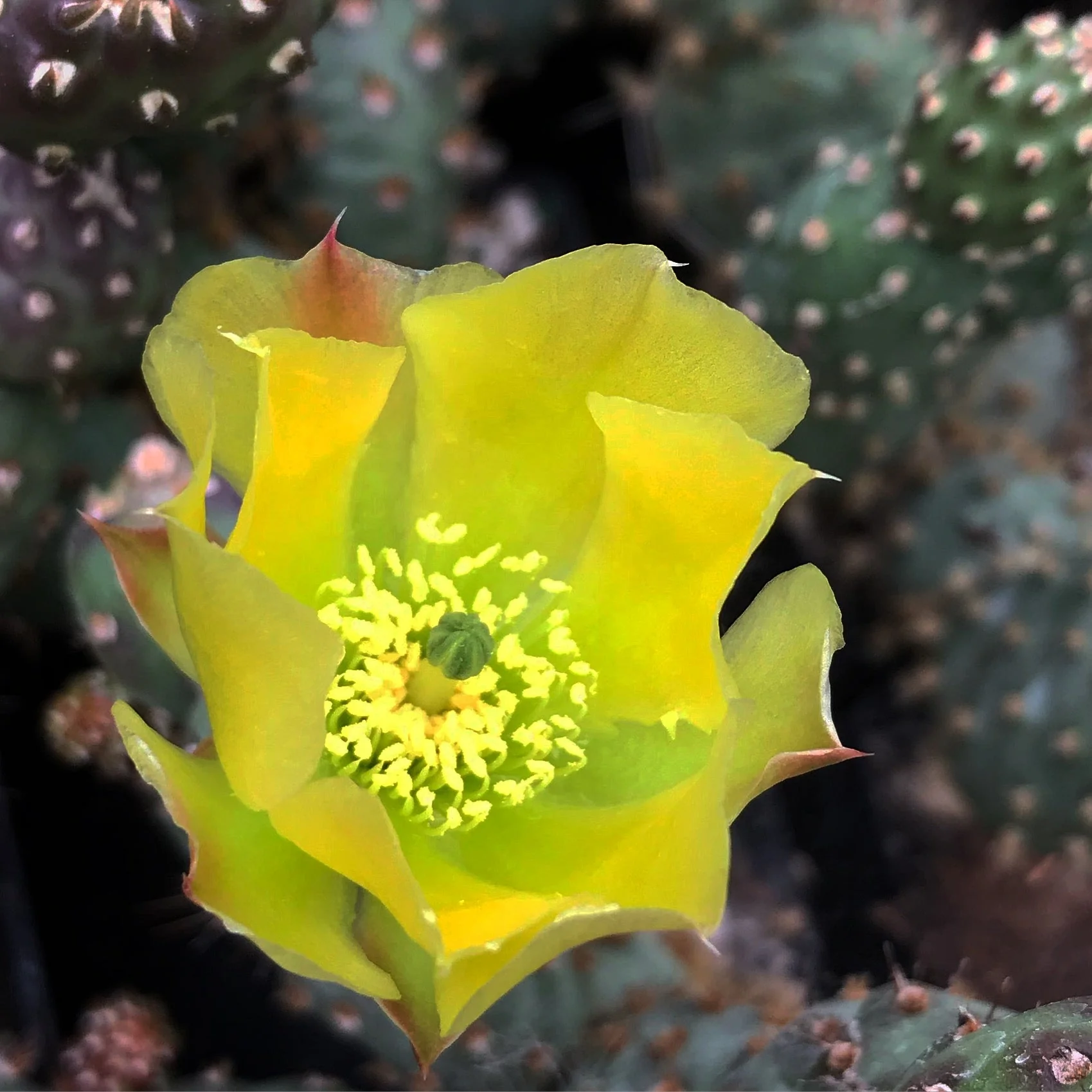 *RETAIL - Opuntia fragilis var. denudata 'Potato' - Image 2