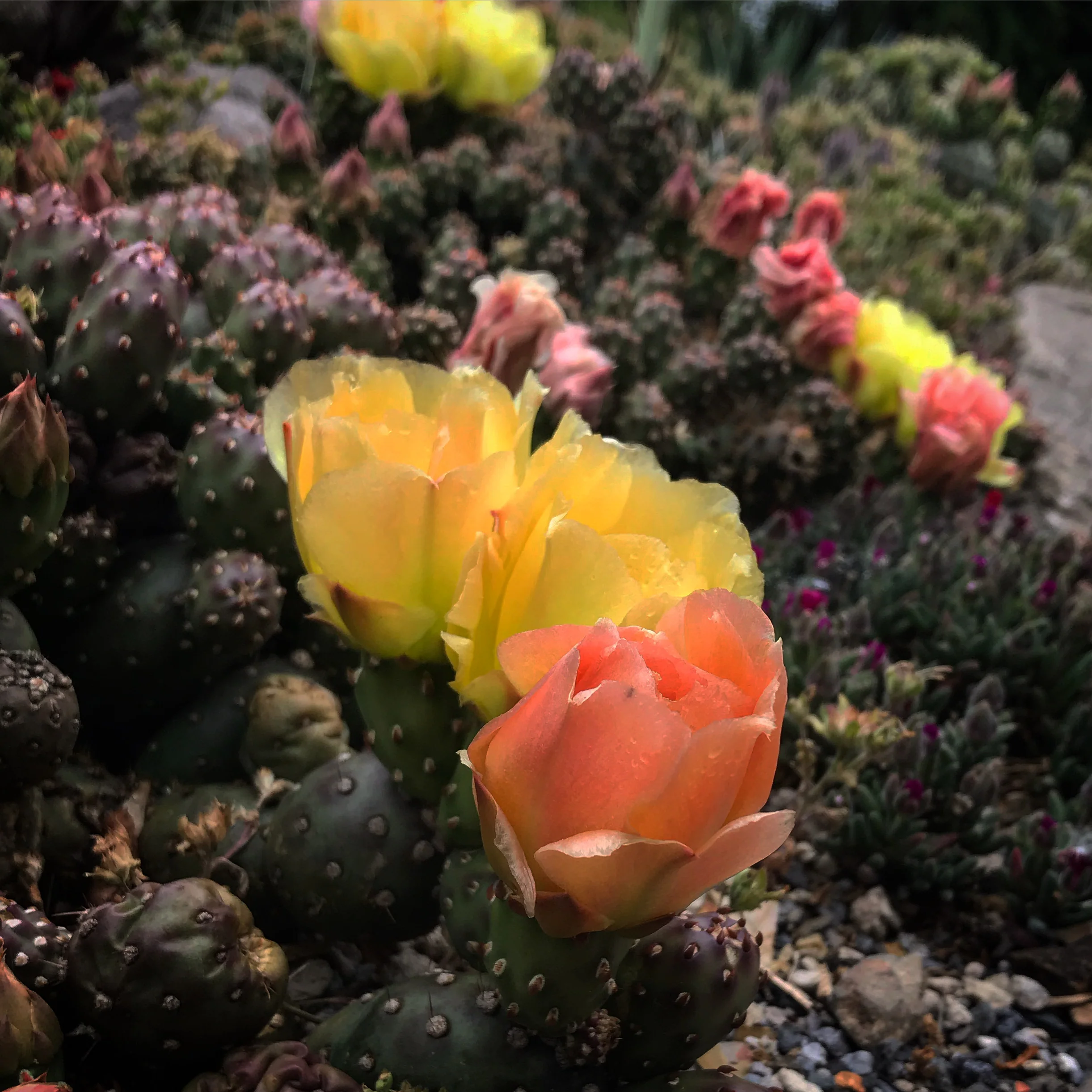 *RETAIL - Opuntia fragilis var. denudata 'Potato' - Image 3